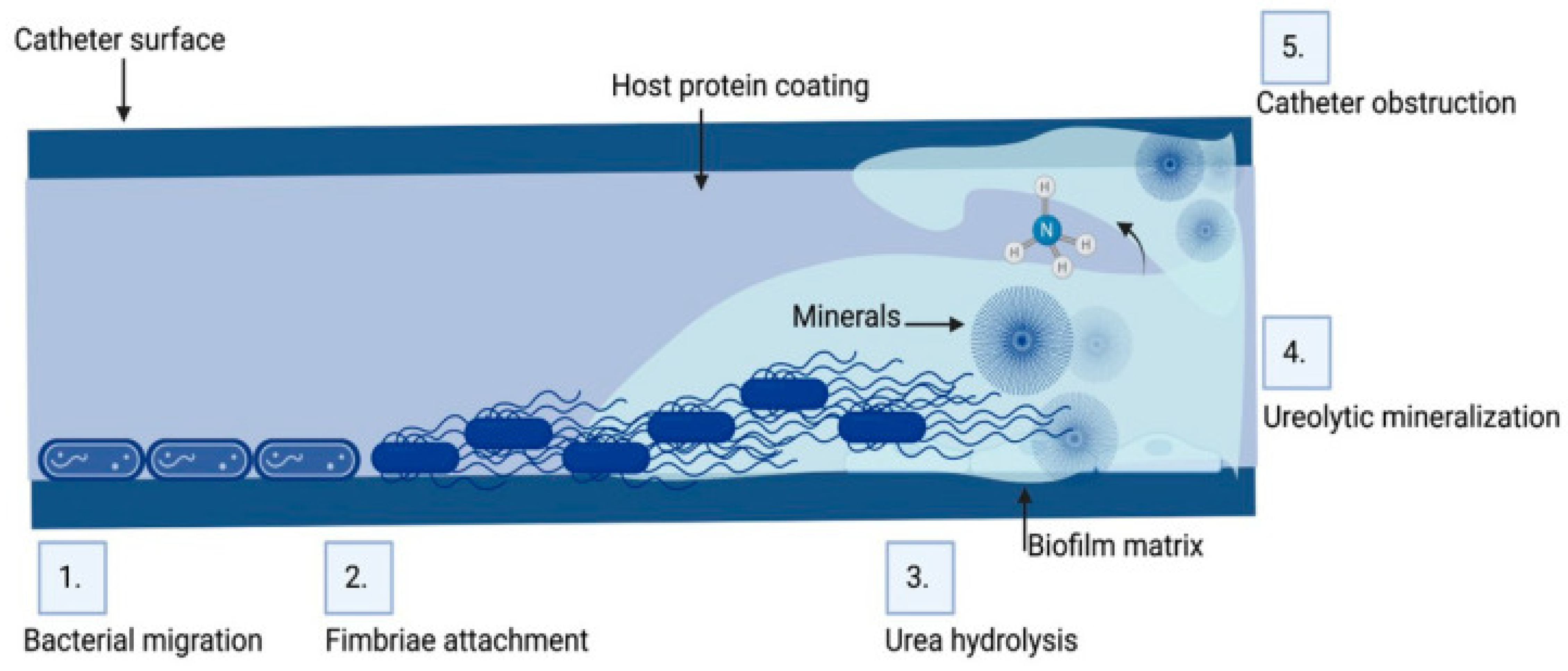 Medicina 61 00512 g002