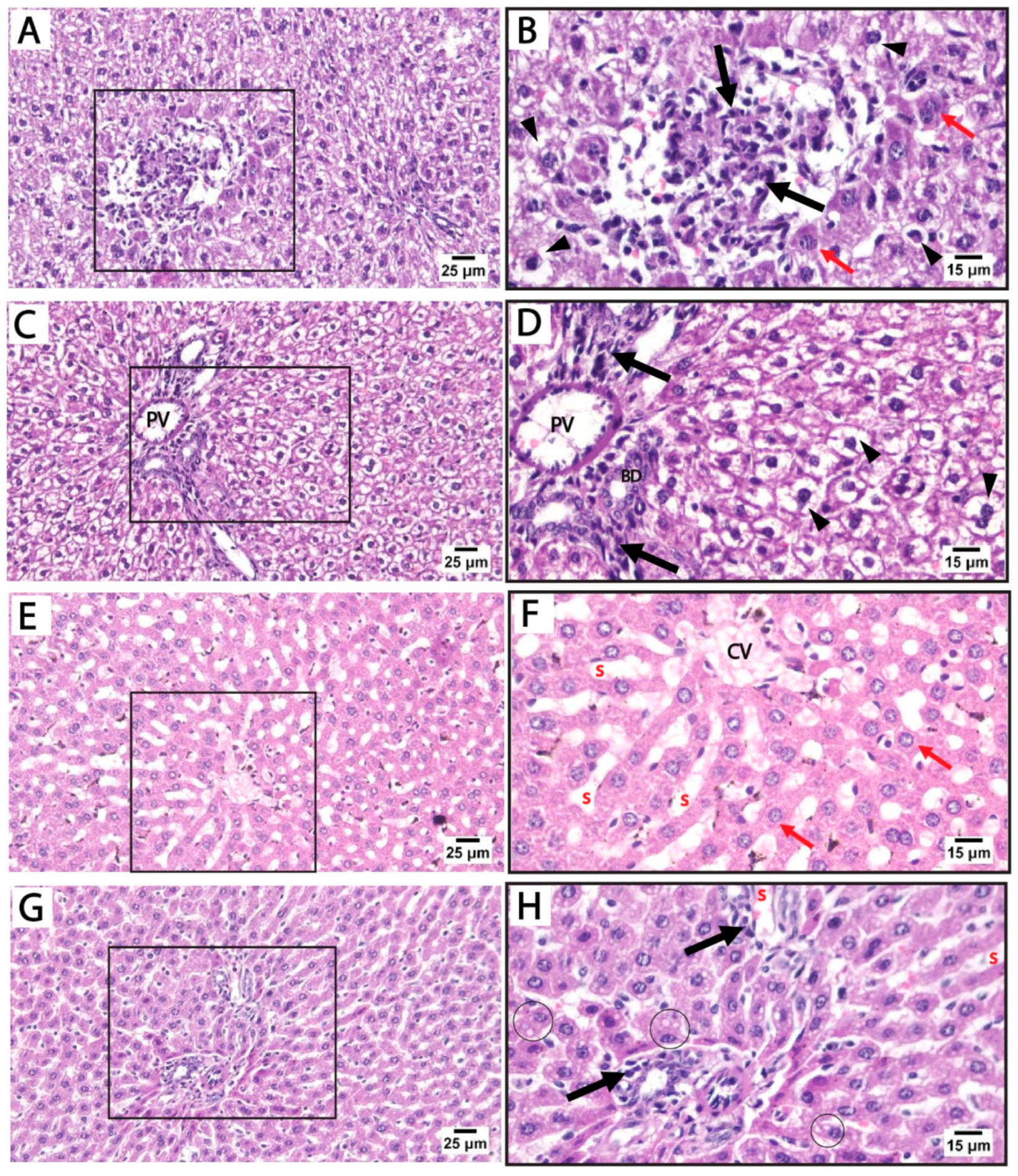 Medicina 61 00751 g003