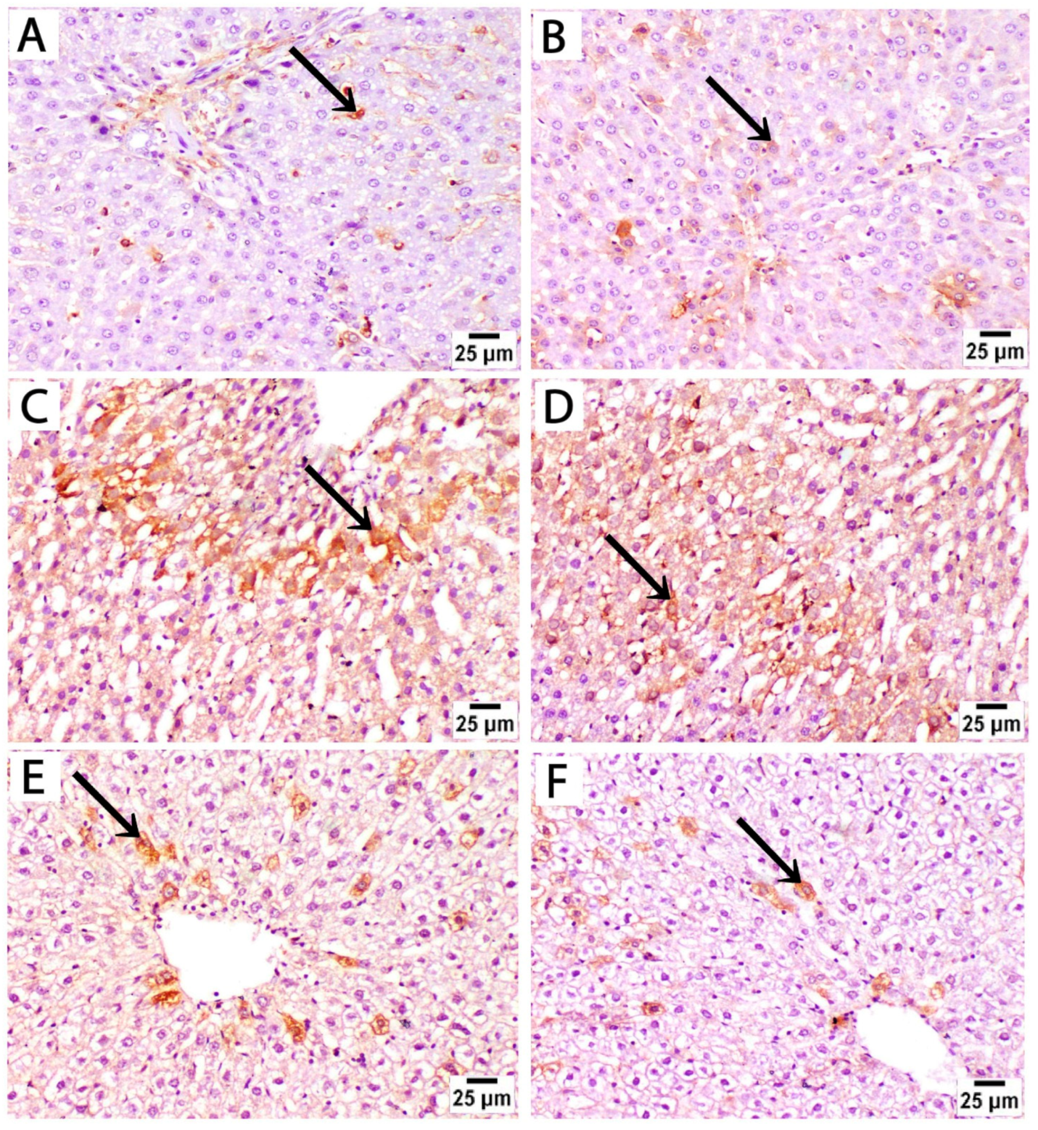 Medicina 61 00751 g005