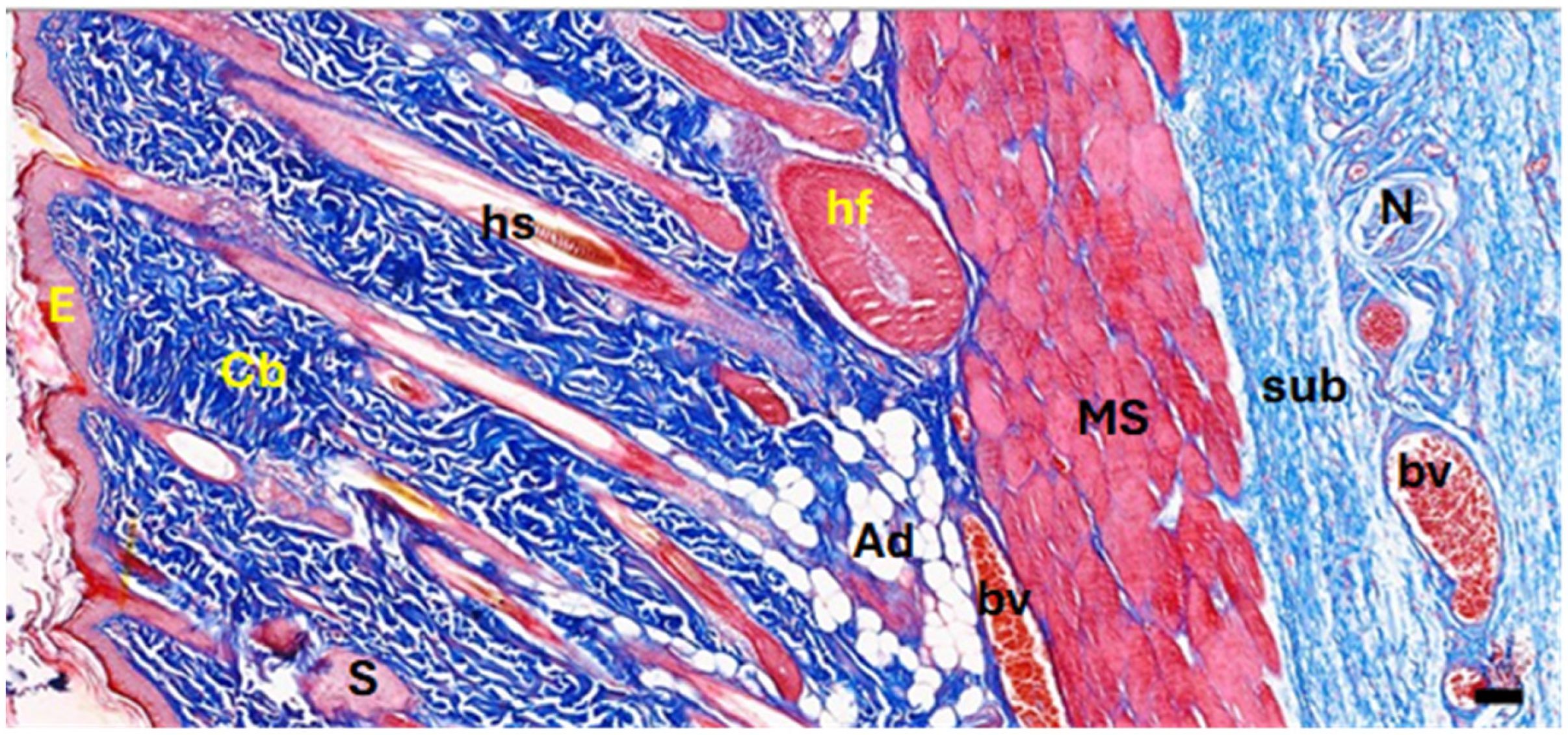 Medicina 61 00965 g004
