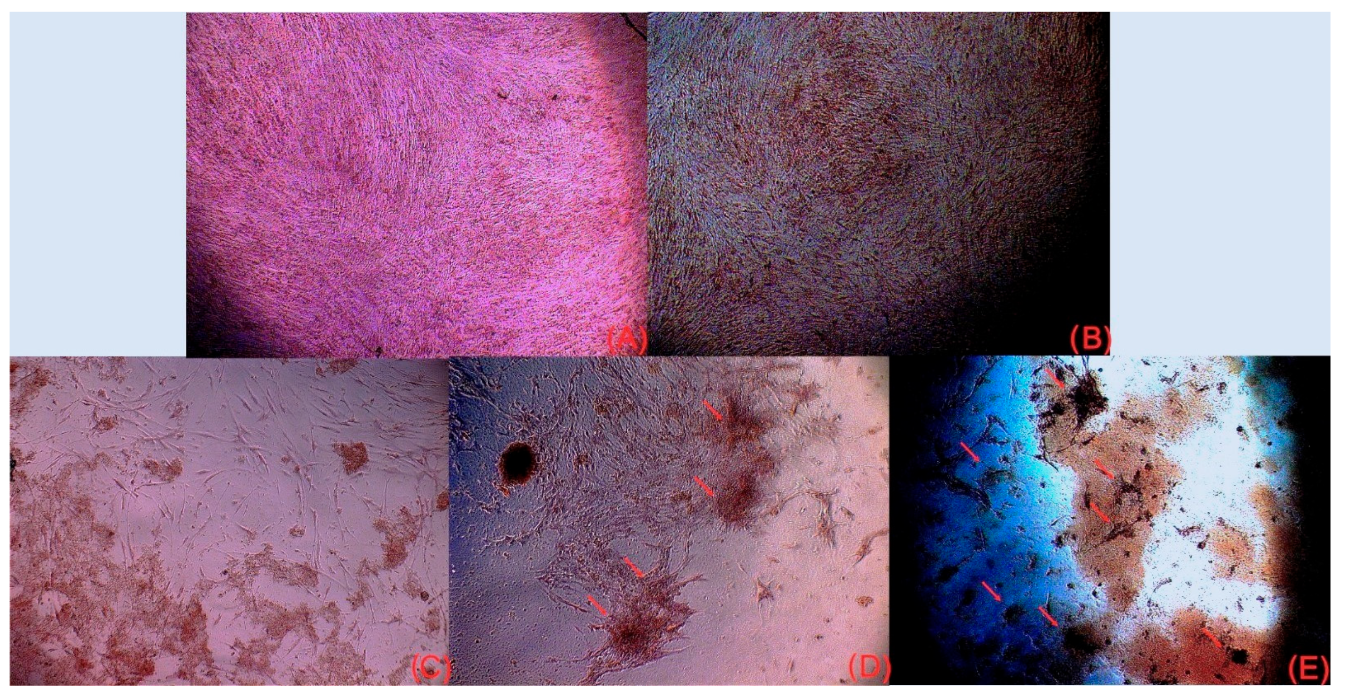 Medicina 62 00073 g006 Medicina 62 00073 g006