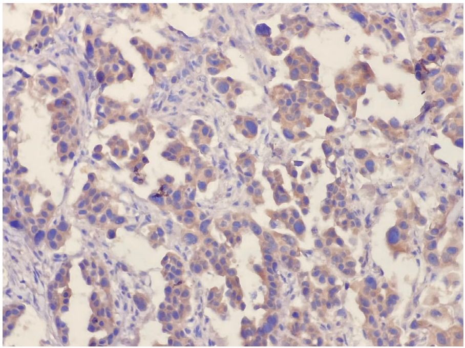 Medicina 62 00538 g002 Medicina 62 00538 g002