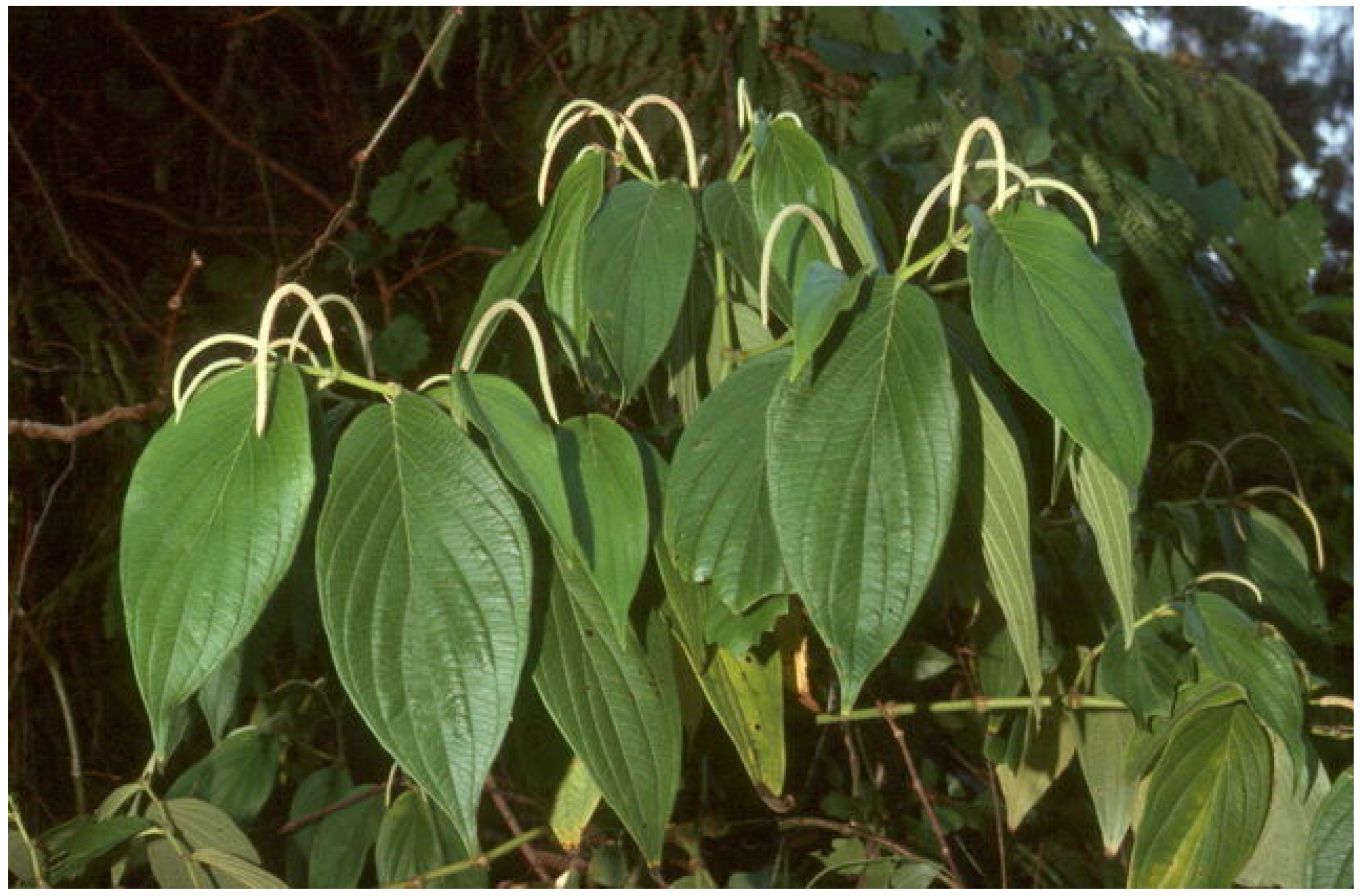 Medicines 04 00049 g001