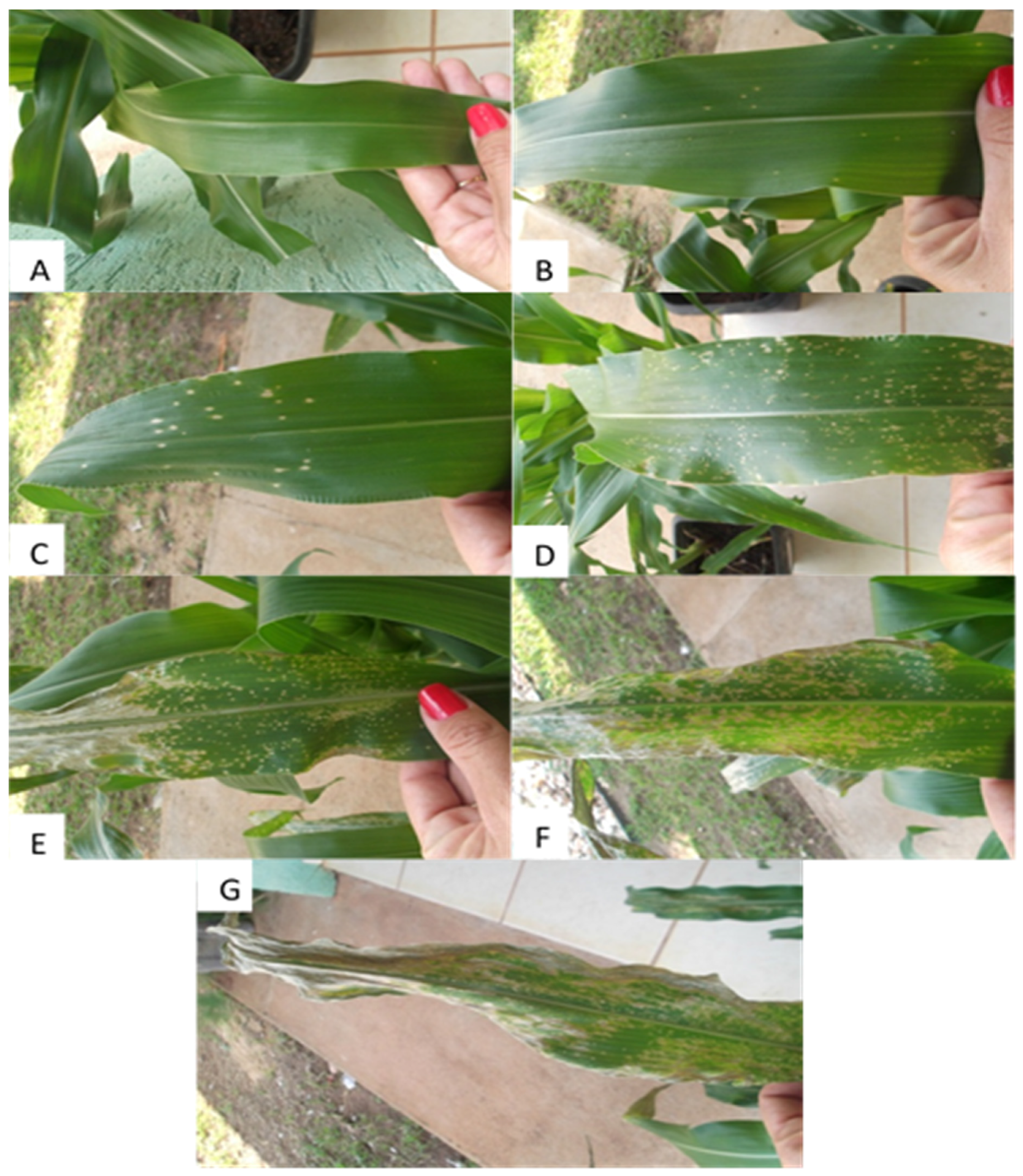 Medicines 04 00062 g001