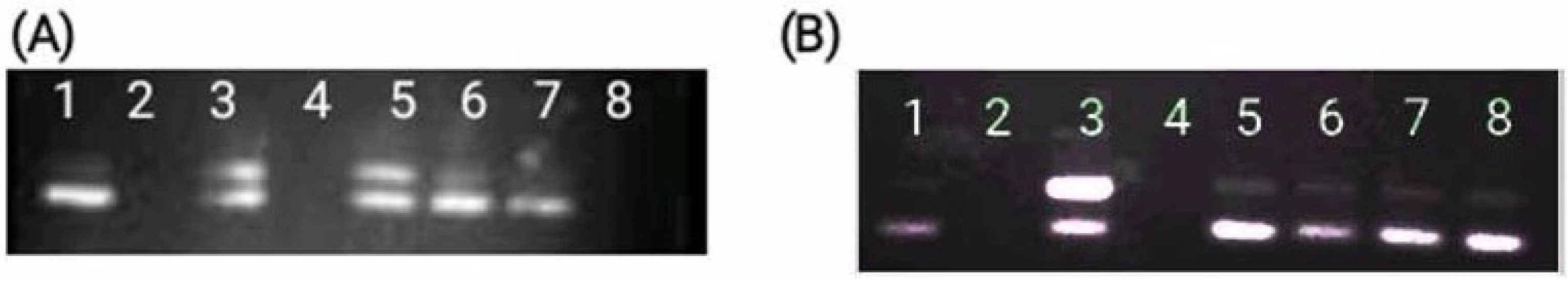Medicines 04 00065 g004