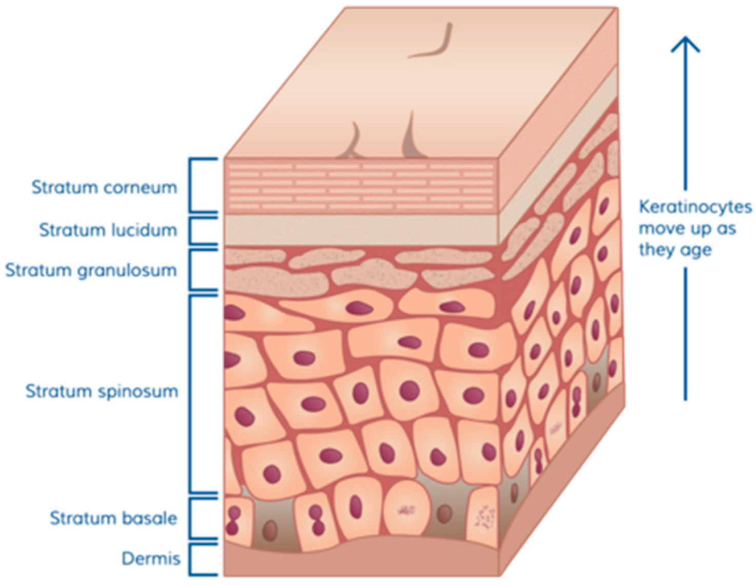Medicines 04 00091 g001