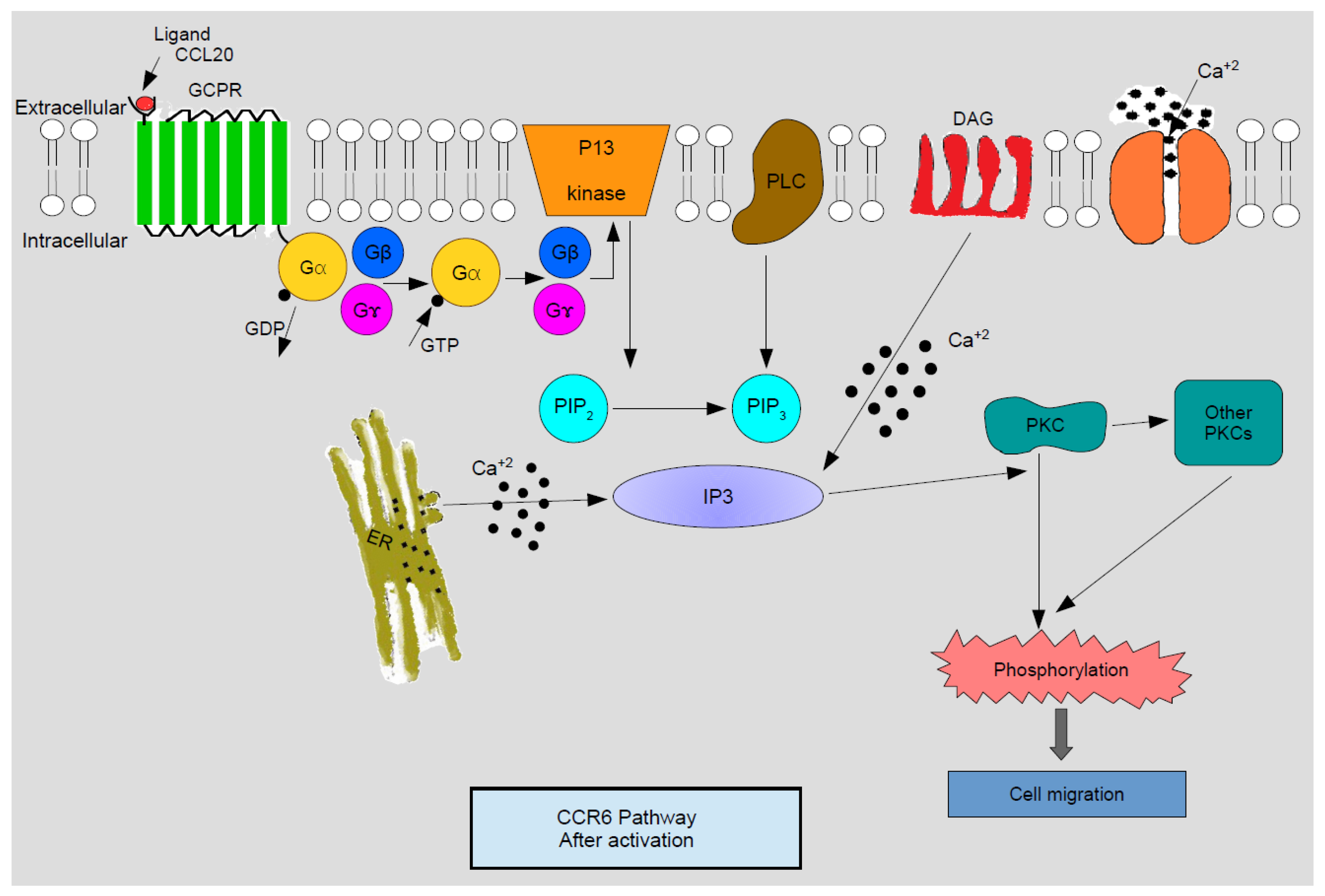 Medicines 05 00069 g001