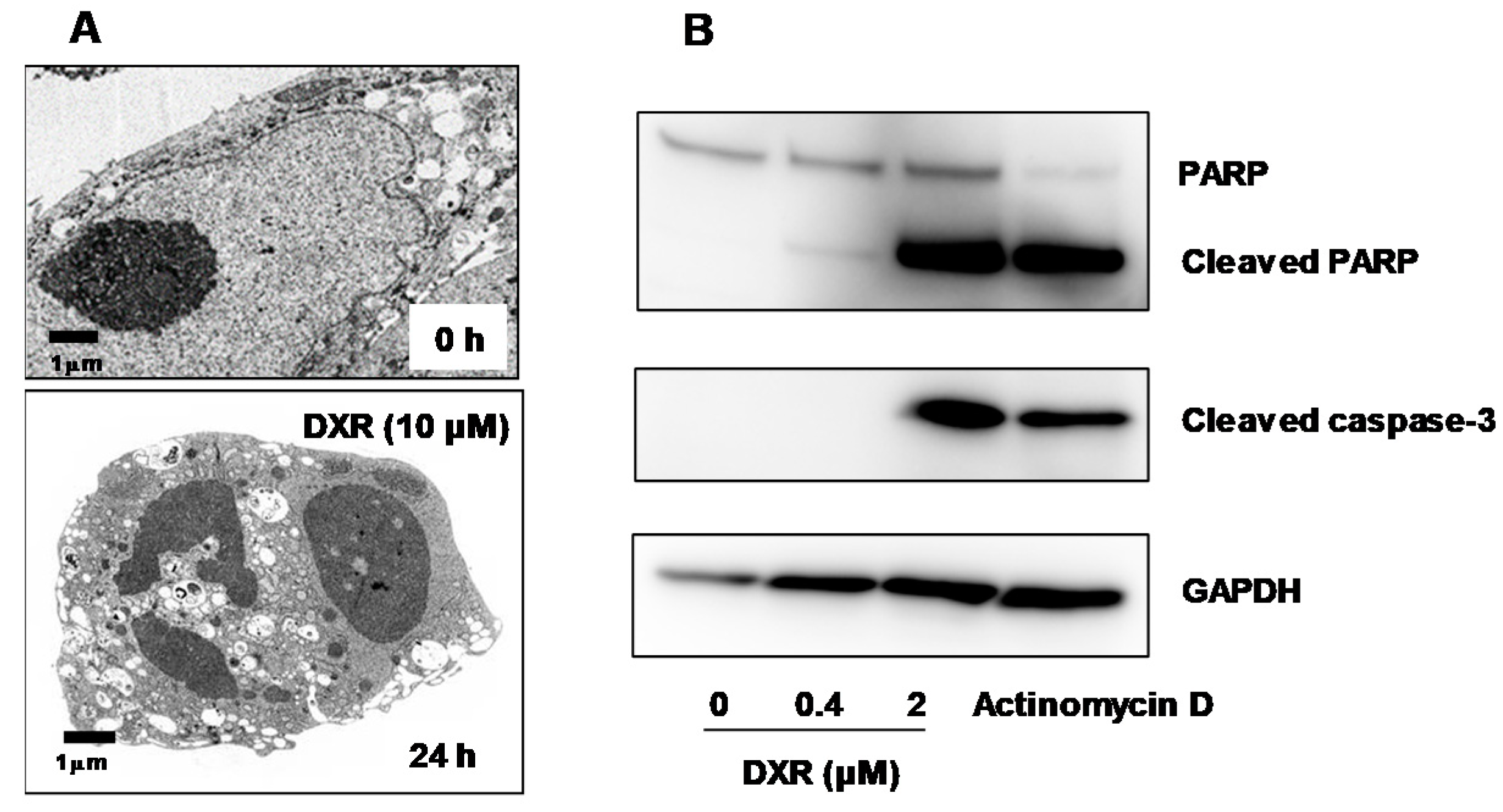 Medicines 06 00004 g002