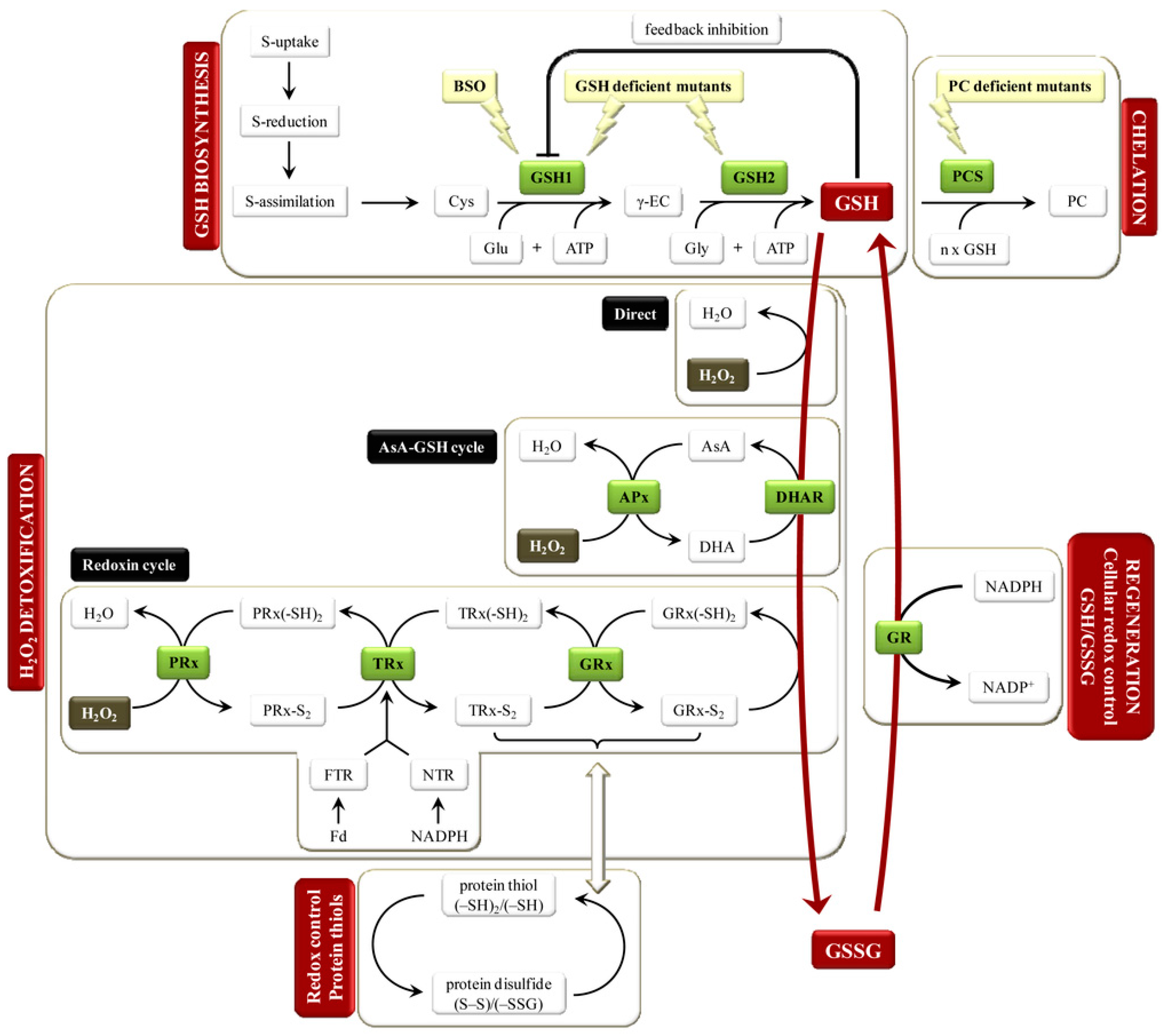 Medicines 06 00029 g005 Medicines 06 00029 g005