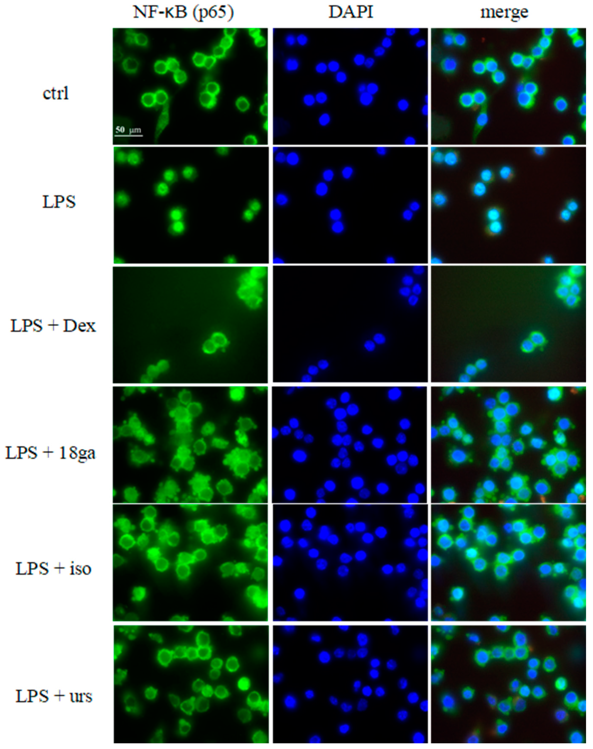 Medicines 06 00055 g004a Medicines 06 00055 g004a