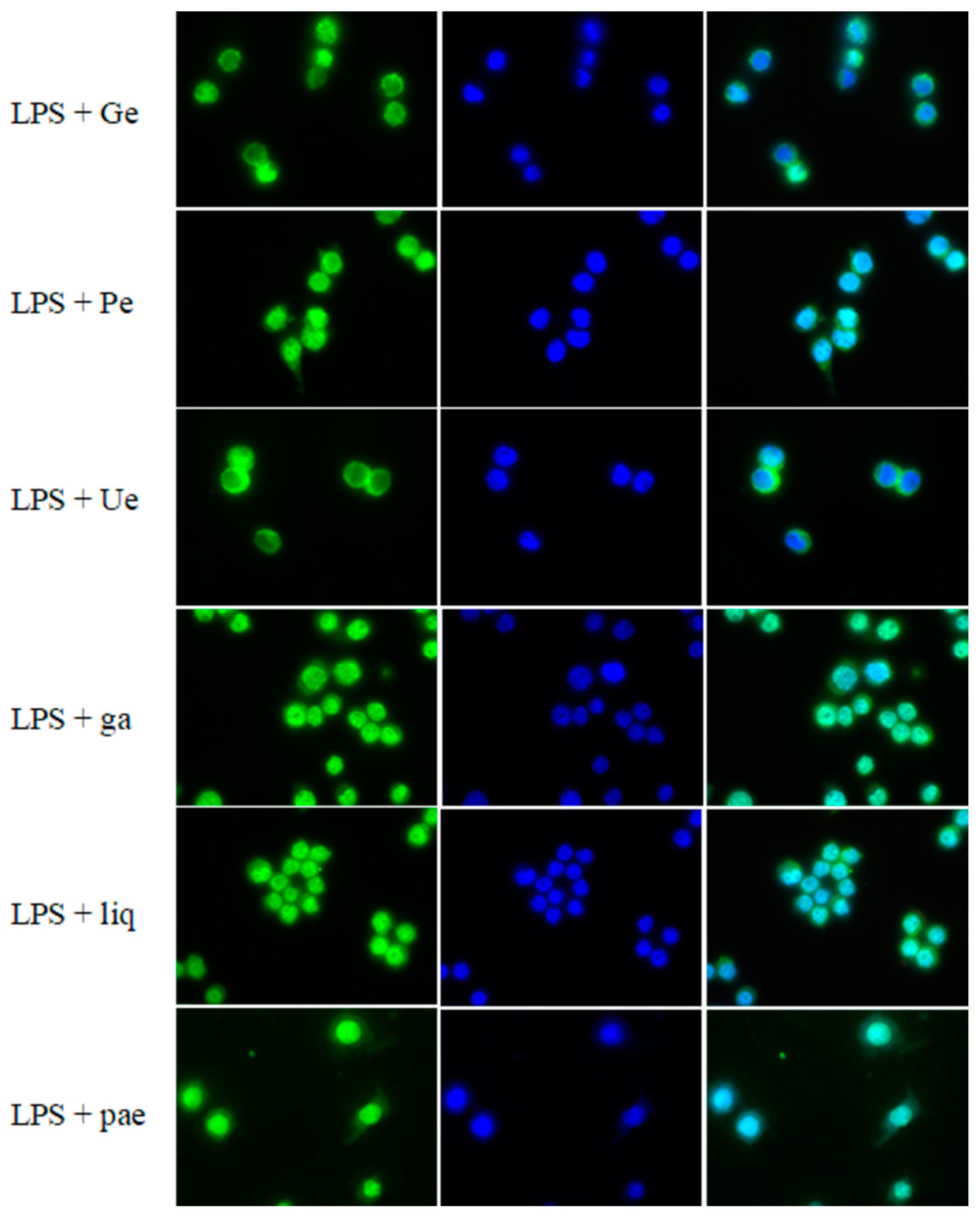 Medicines 06 00055 g004b Medicines 06 00055 g004b