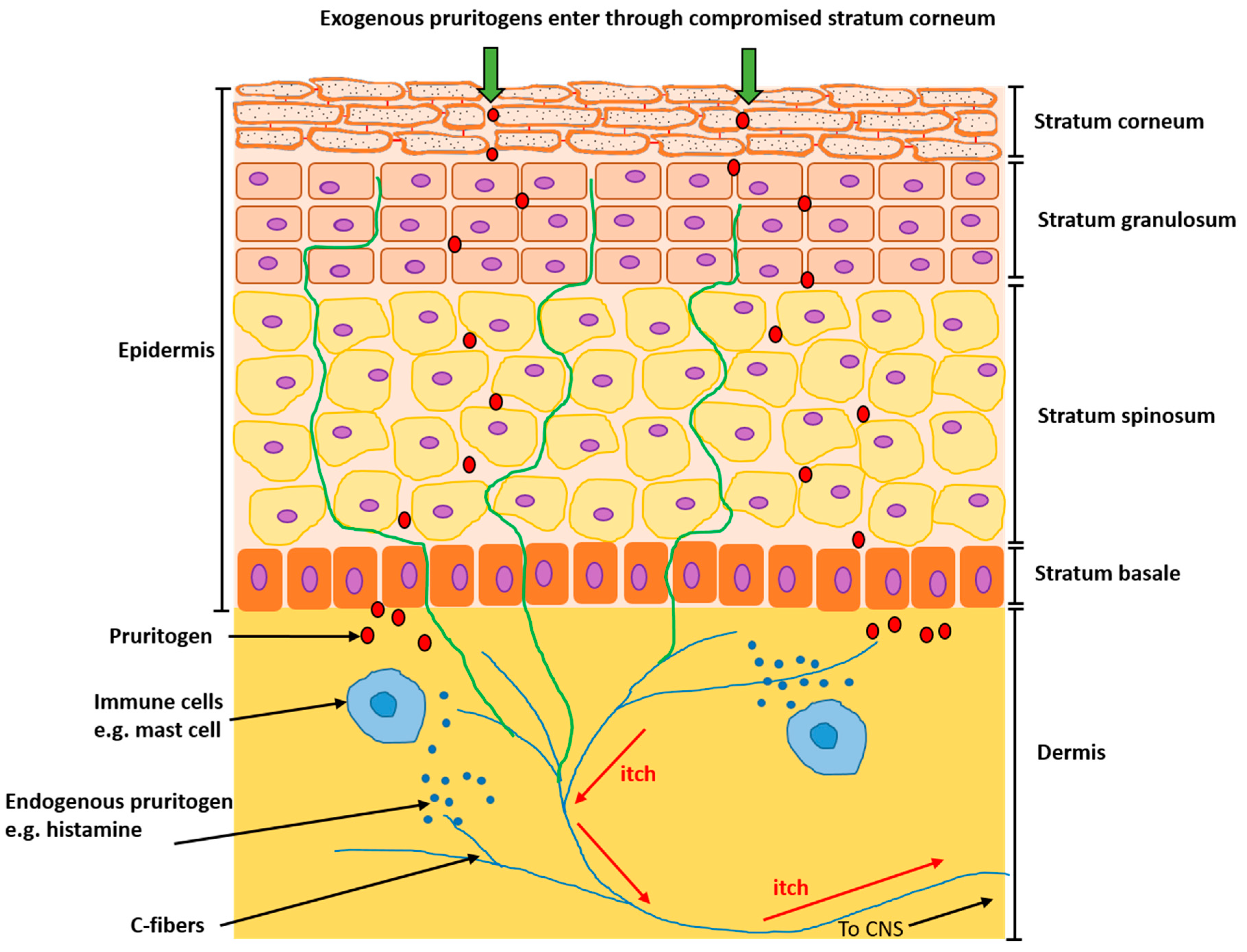 Medicines 06 00076 g001