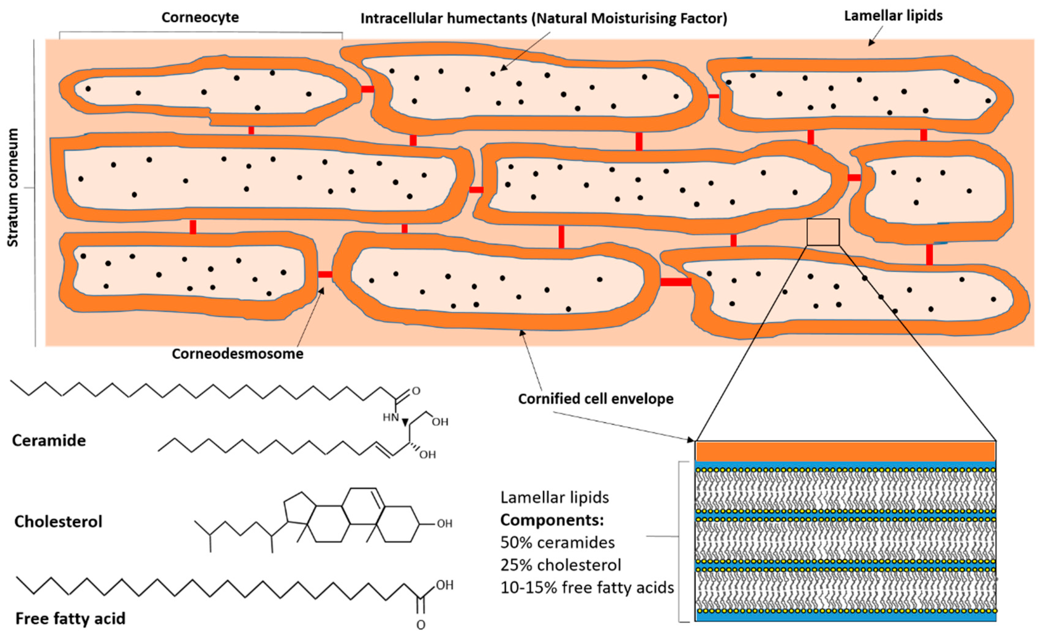 Medicines 06 00076 g002