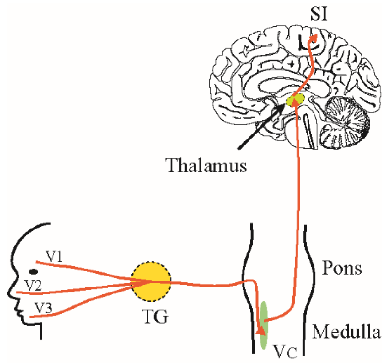 Medicines 06 00091 g001