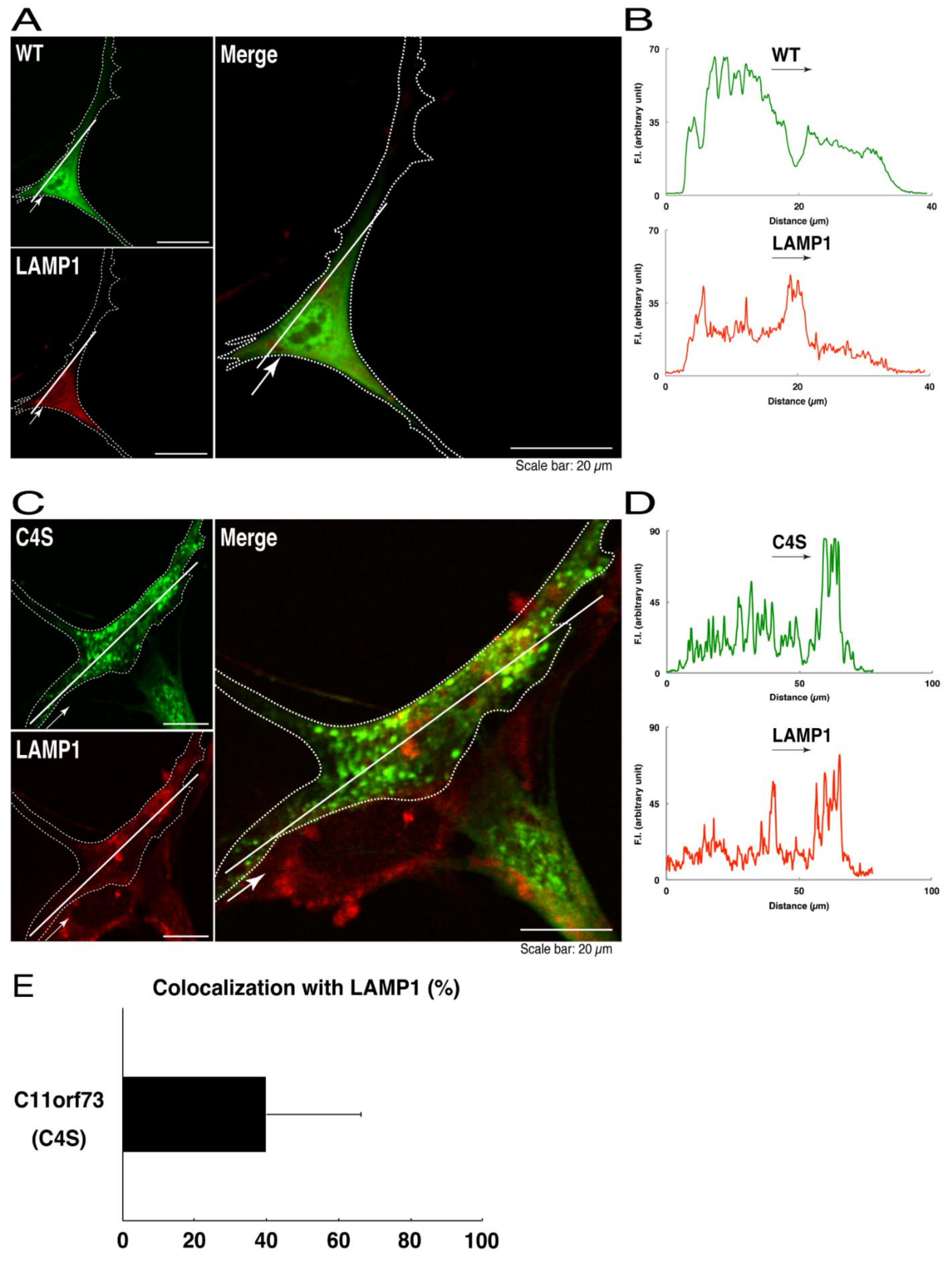 Medicines 08 00009 g004