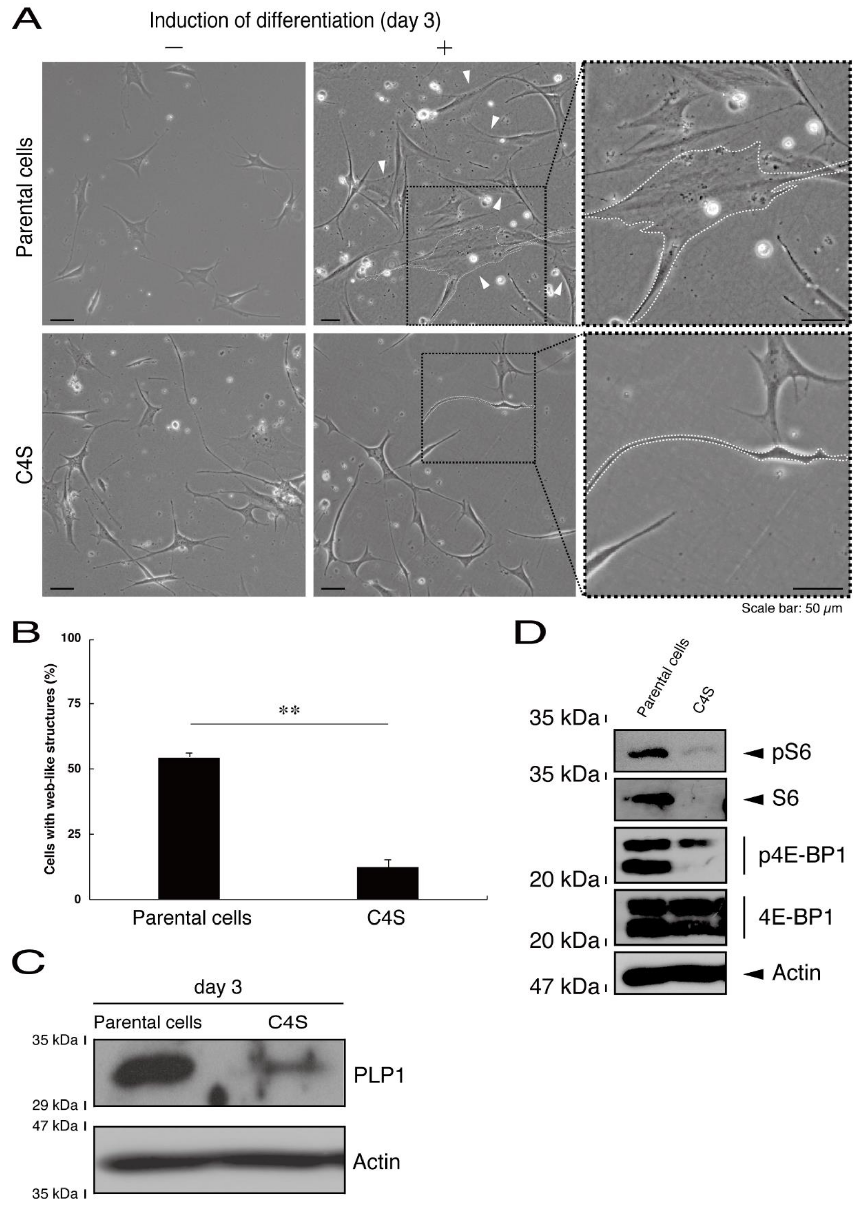 Medicines 08 00009 g006