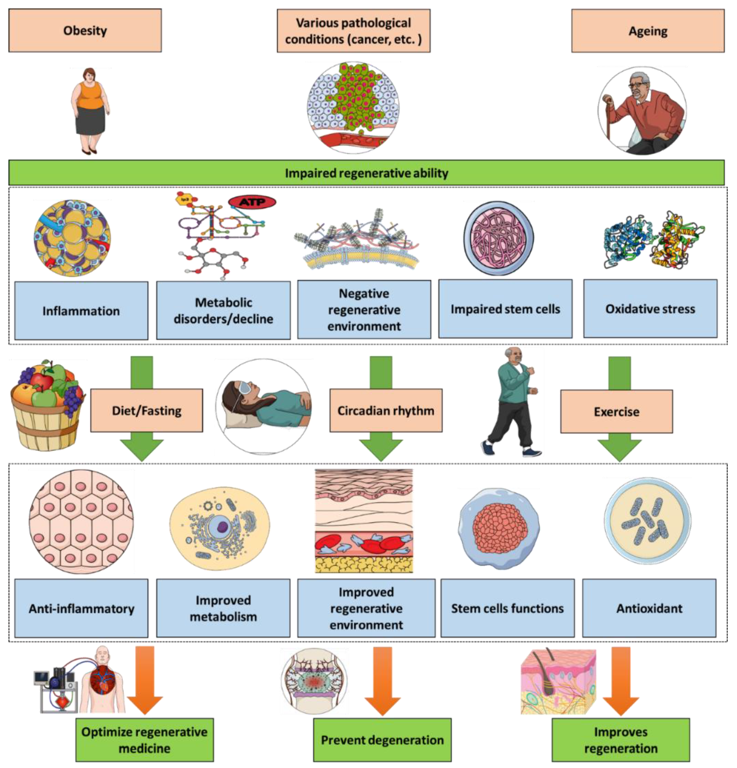 Medicines 09 00007 g001