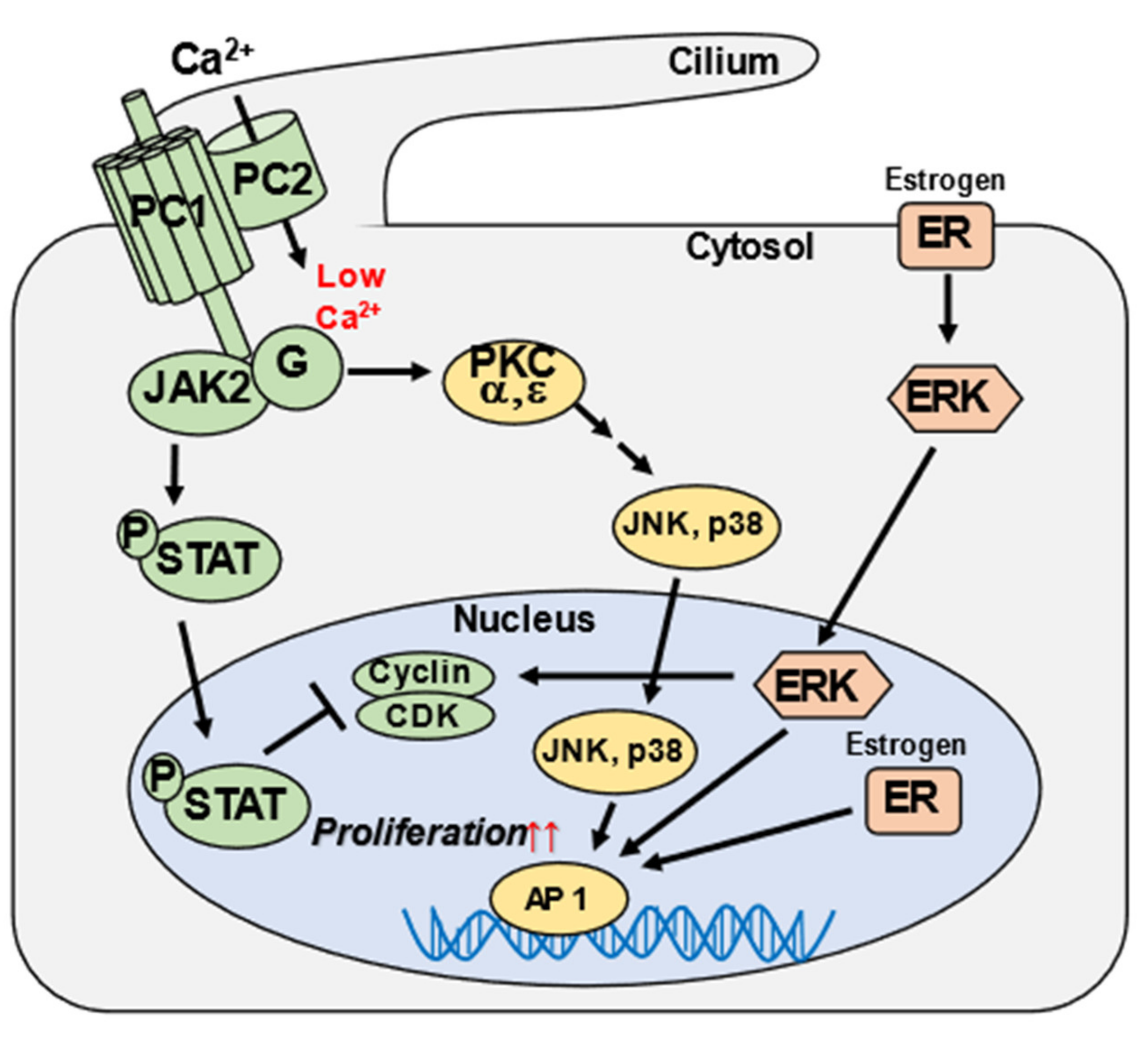 Medicines 09 00025 g004