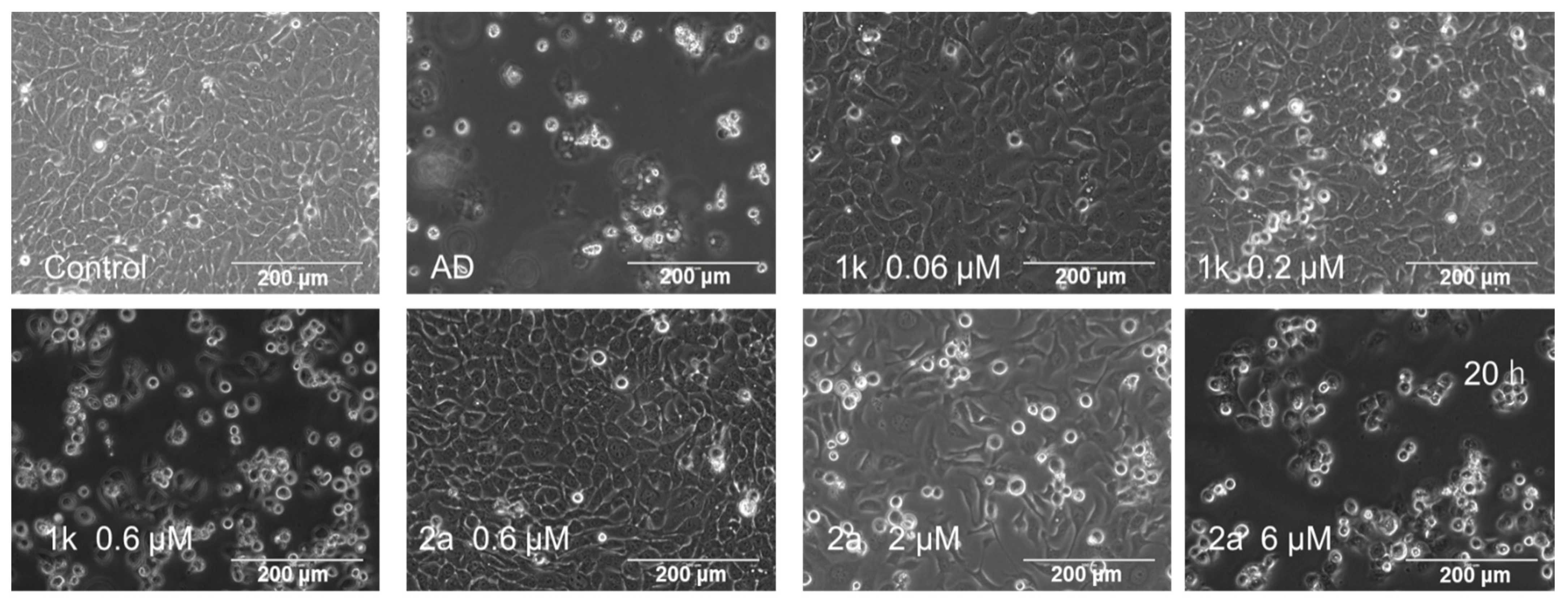 Medicines 09 00035 g004