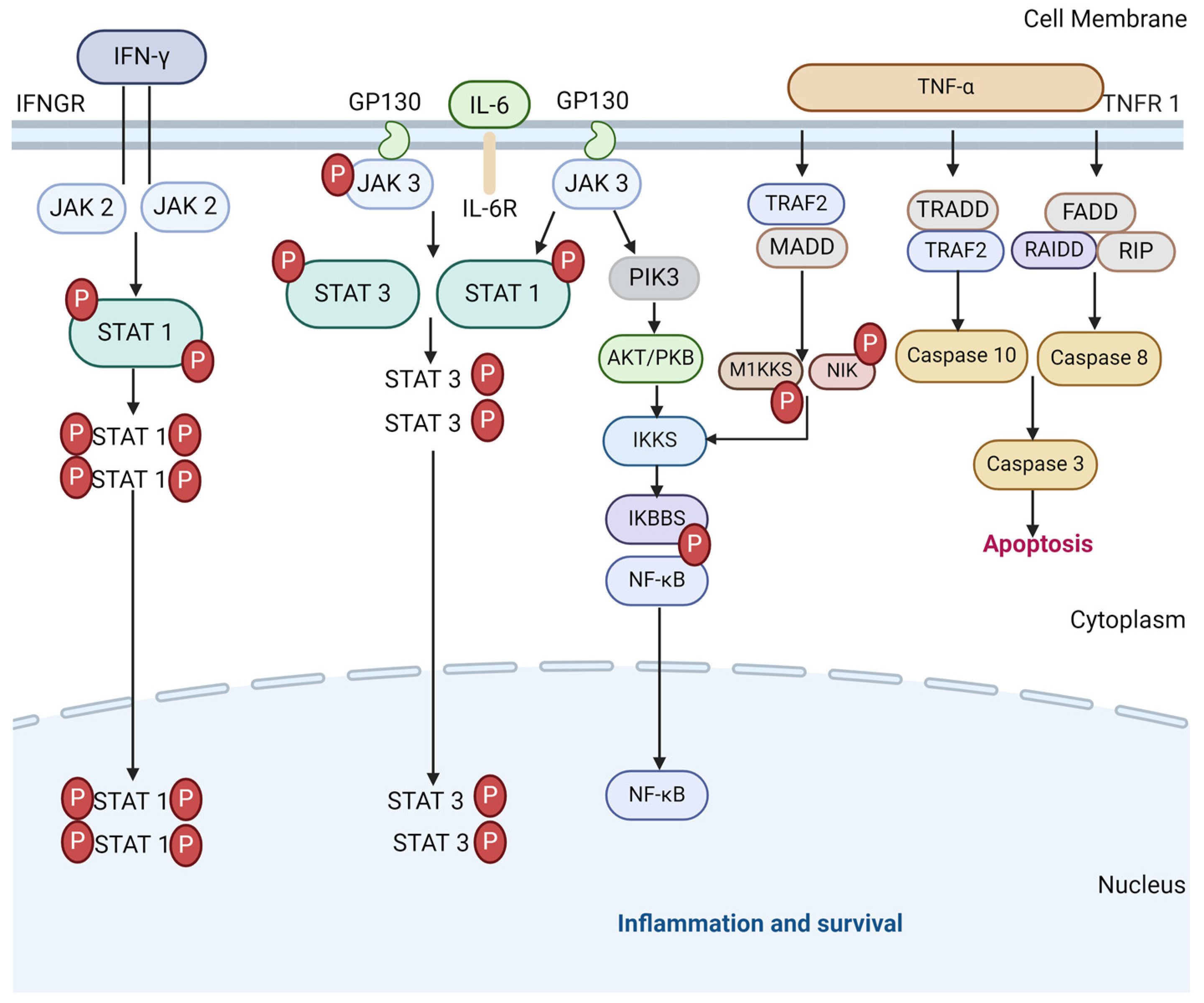 Medicines 11 00014 g002