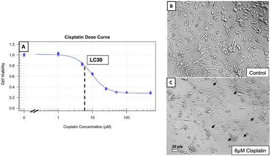 (A) Cisplatin dose curve from 0–1000 µM conducted on SH-SY5Y cells. 12 absorbances per cisplatin concentration taken across 2 experiments (6 absorbances per experiment) normalized to each experiment’s average absorbance at 0 µM dose of cisplatin. Dose of cisplatin required to reduce absorbance by 30% (6 µM) indicated by dashed line and LC30 label. 10× light microscopy images of SH-SY5Y cells without cisplatin injury (B) and with LC30 dose of 6 µM cisplatin (C). Black arrows indicate examples of rounded, non-viable cells in panel (C).