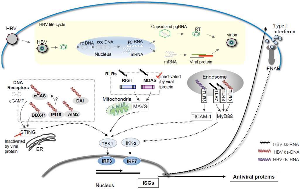 Medsci 03 00016 g001 1024