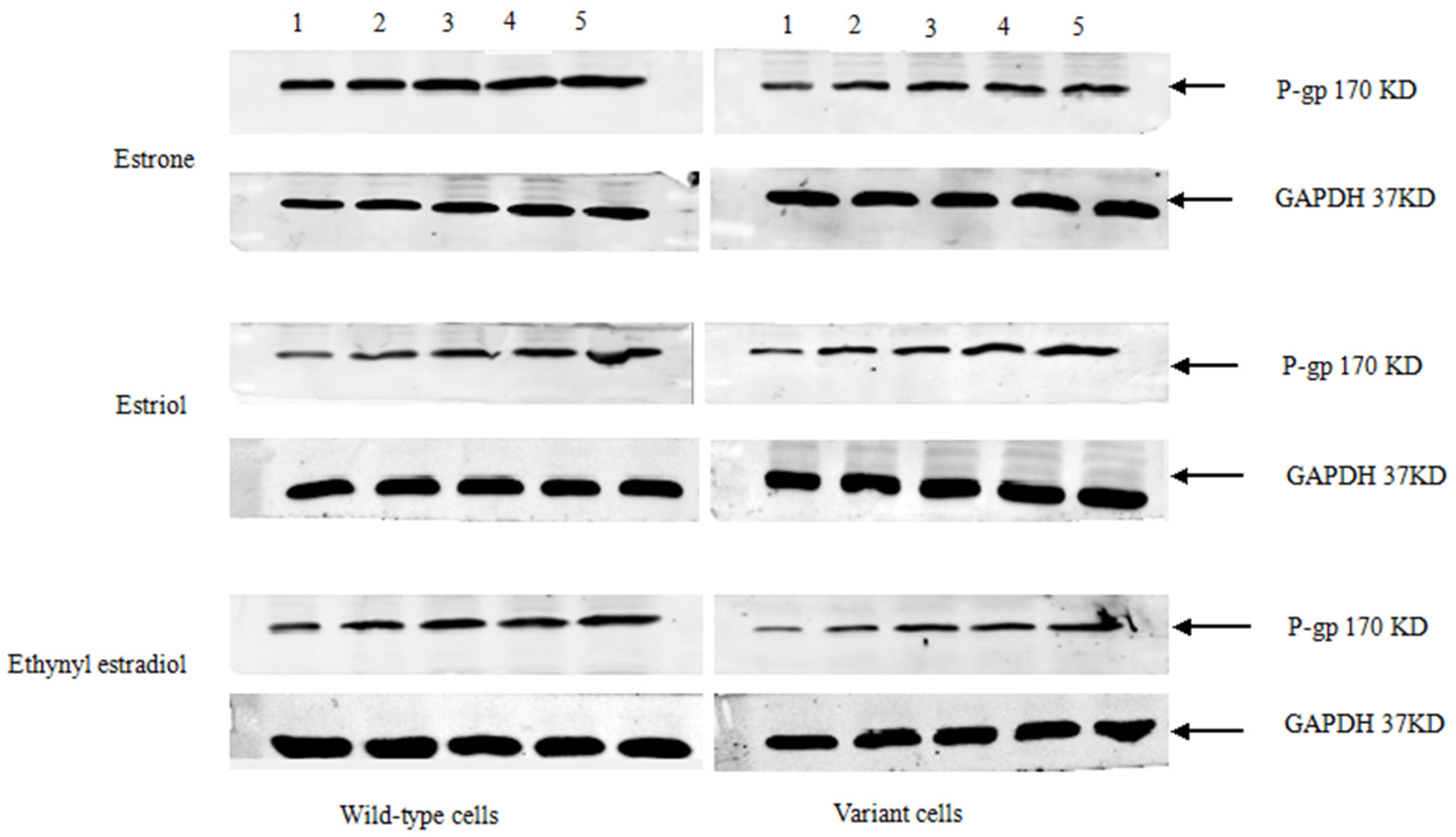 Medsci 03 00124 g002