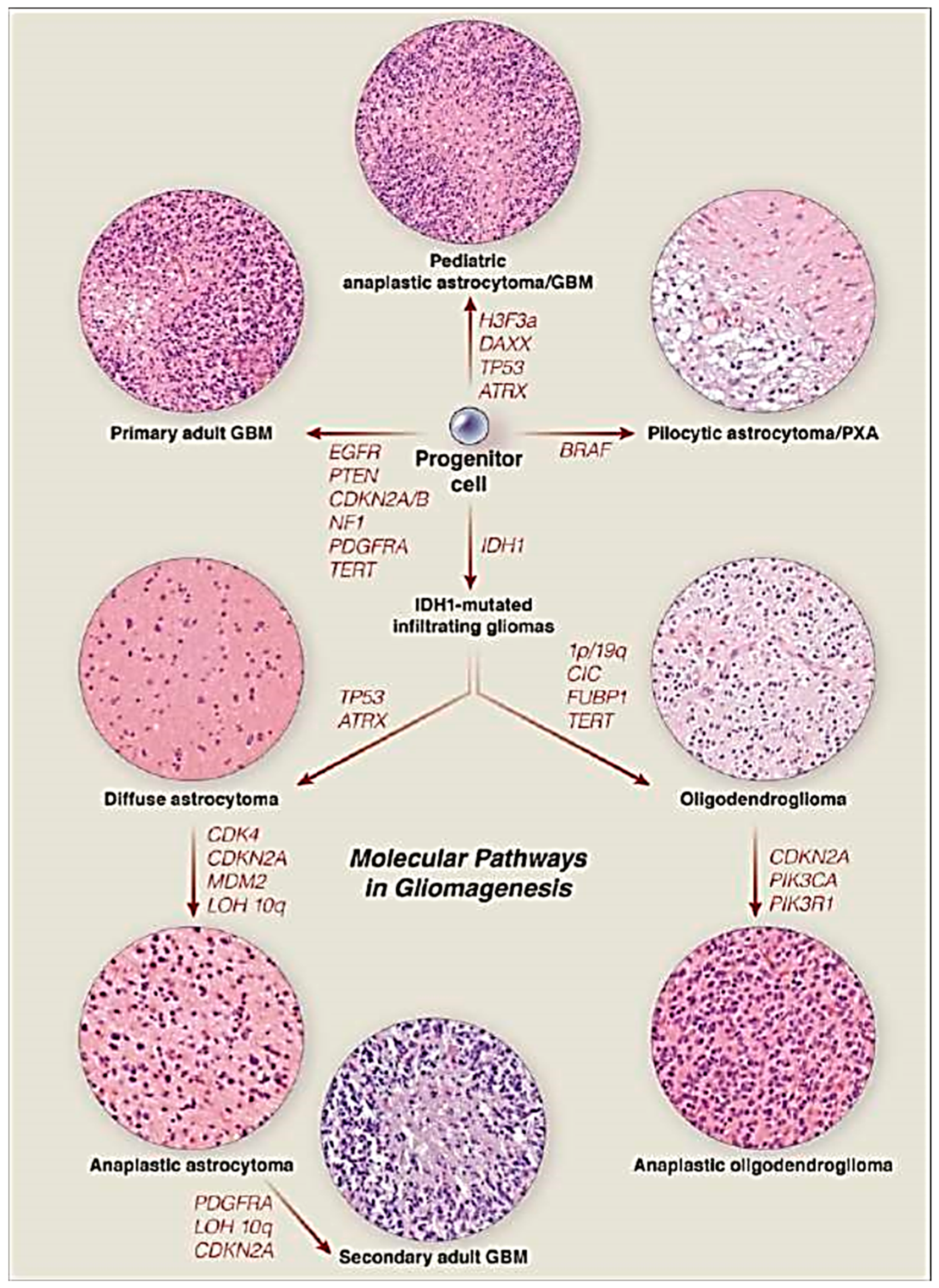 Medsci 05 00016 g005