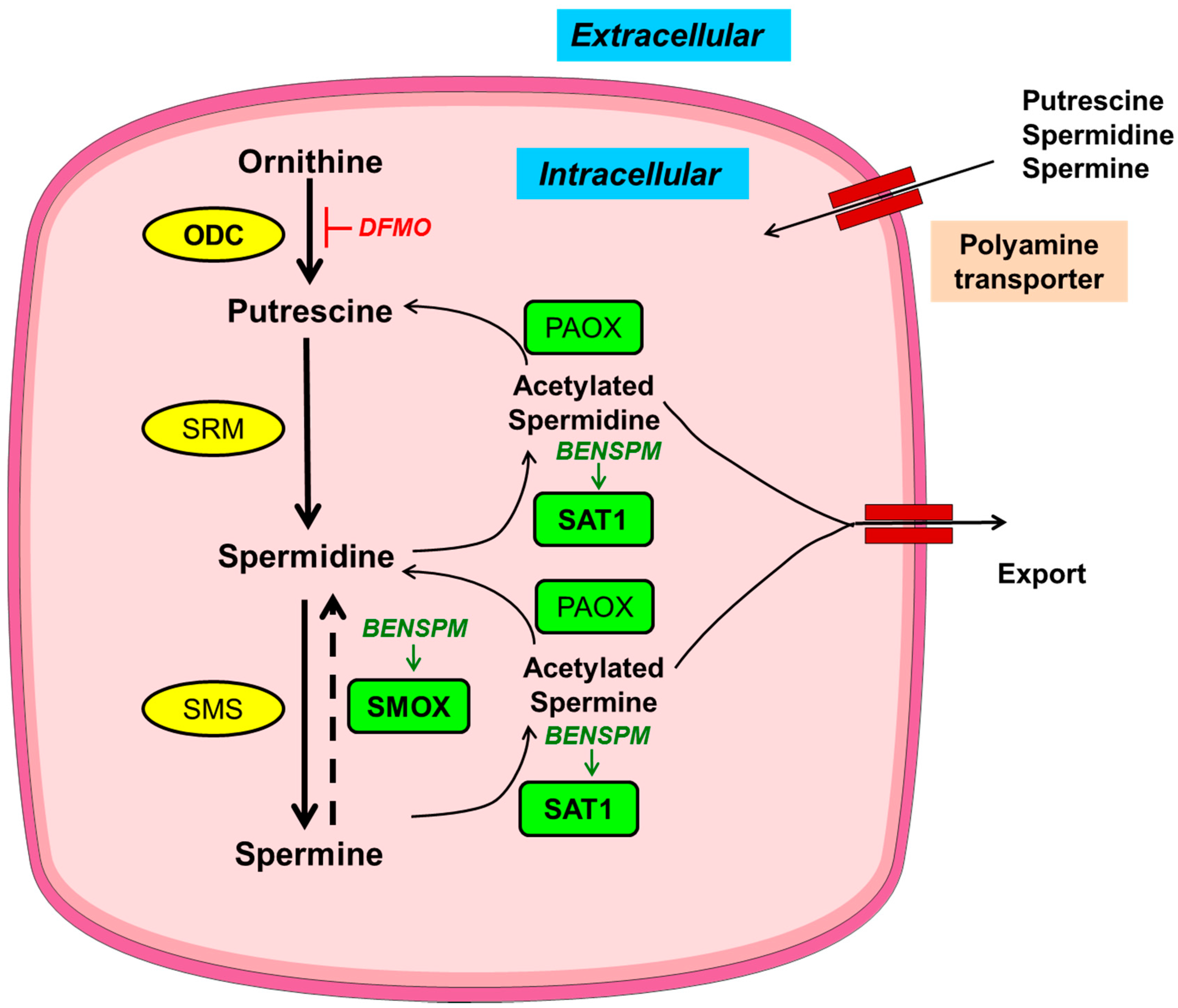 Medsci 06 00004 g001