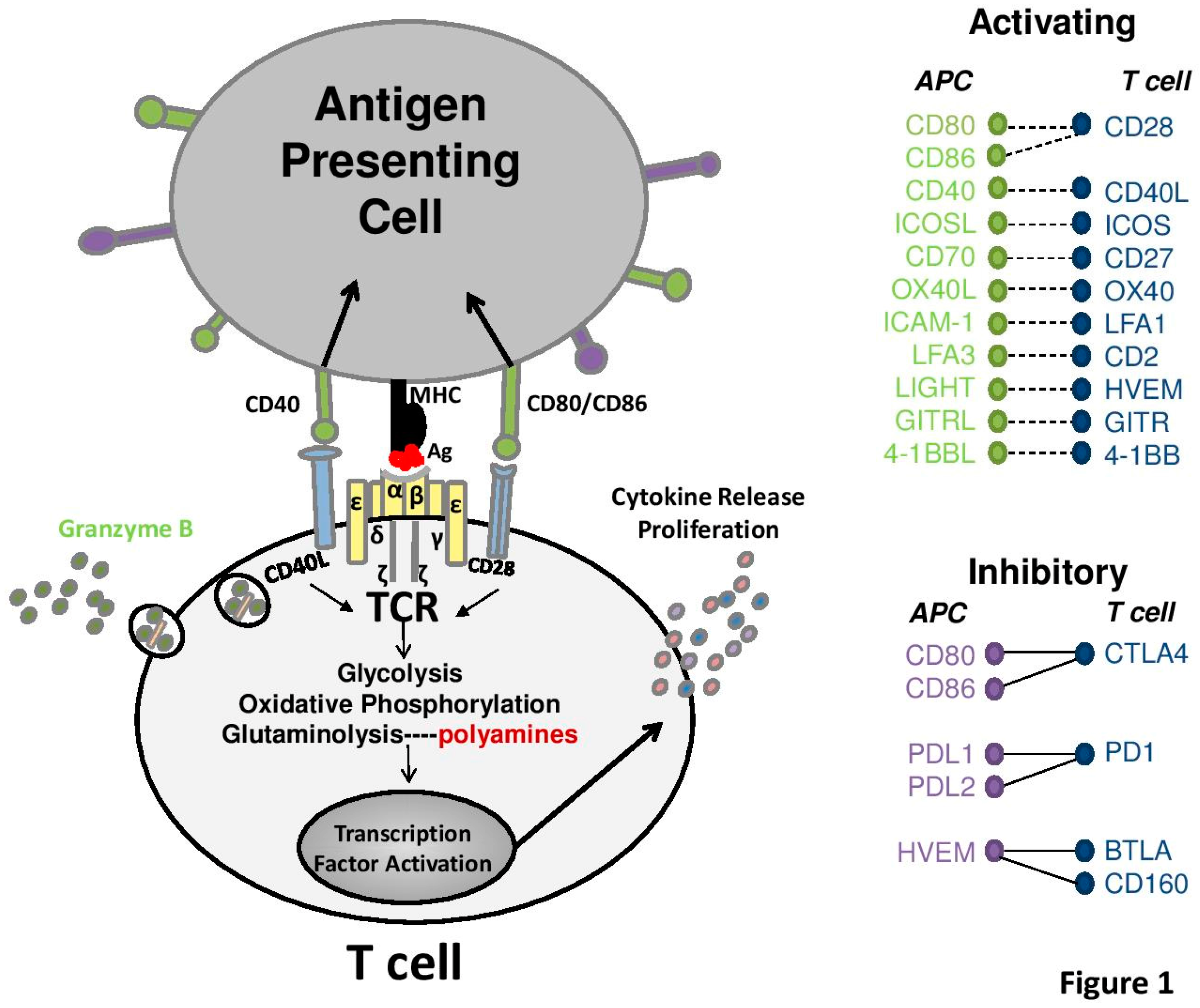 Medsci 06 00022 g001