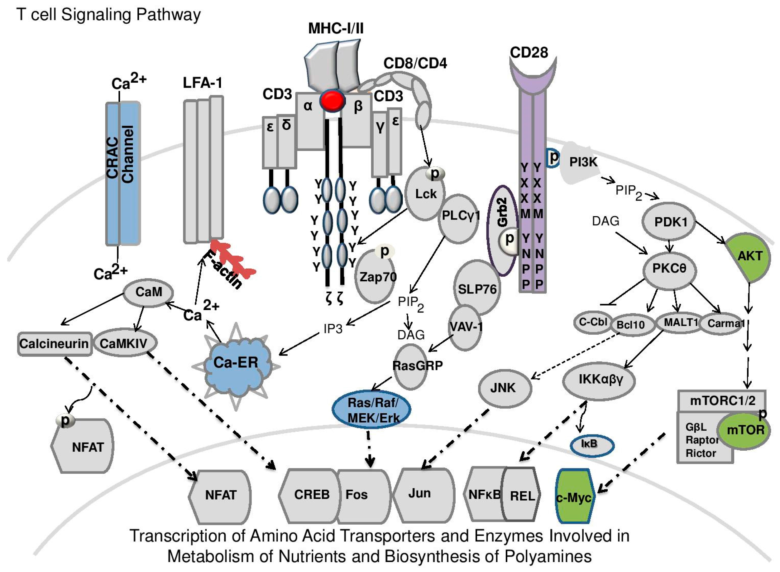 Medsci 06 00022 g002