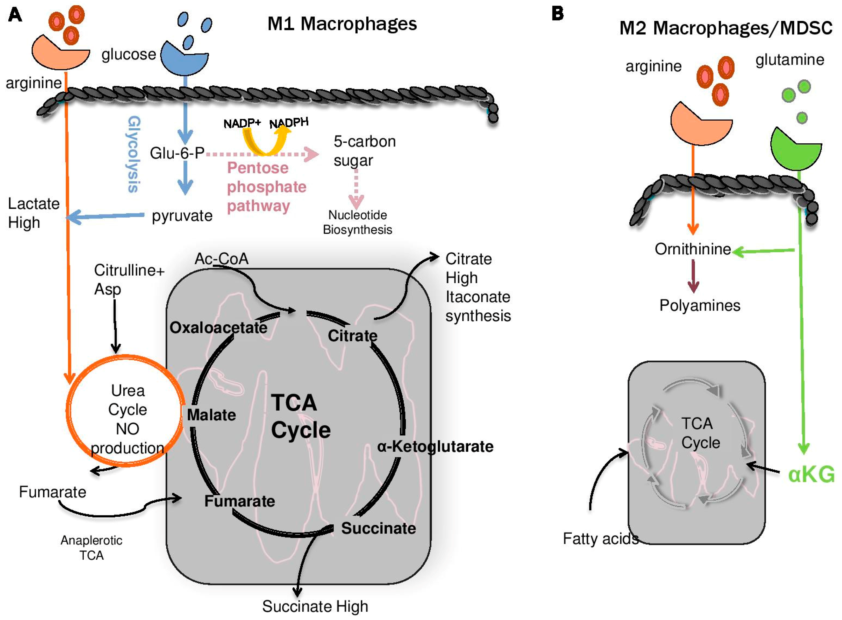 Medsci 06 00022 g003a