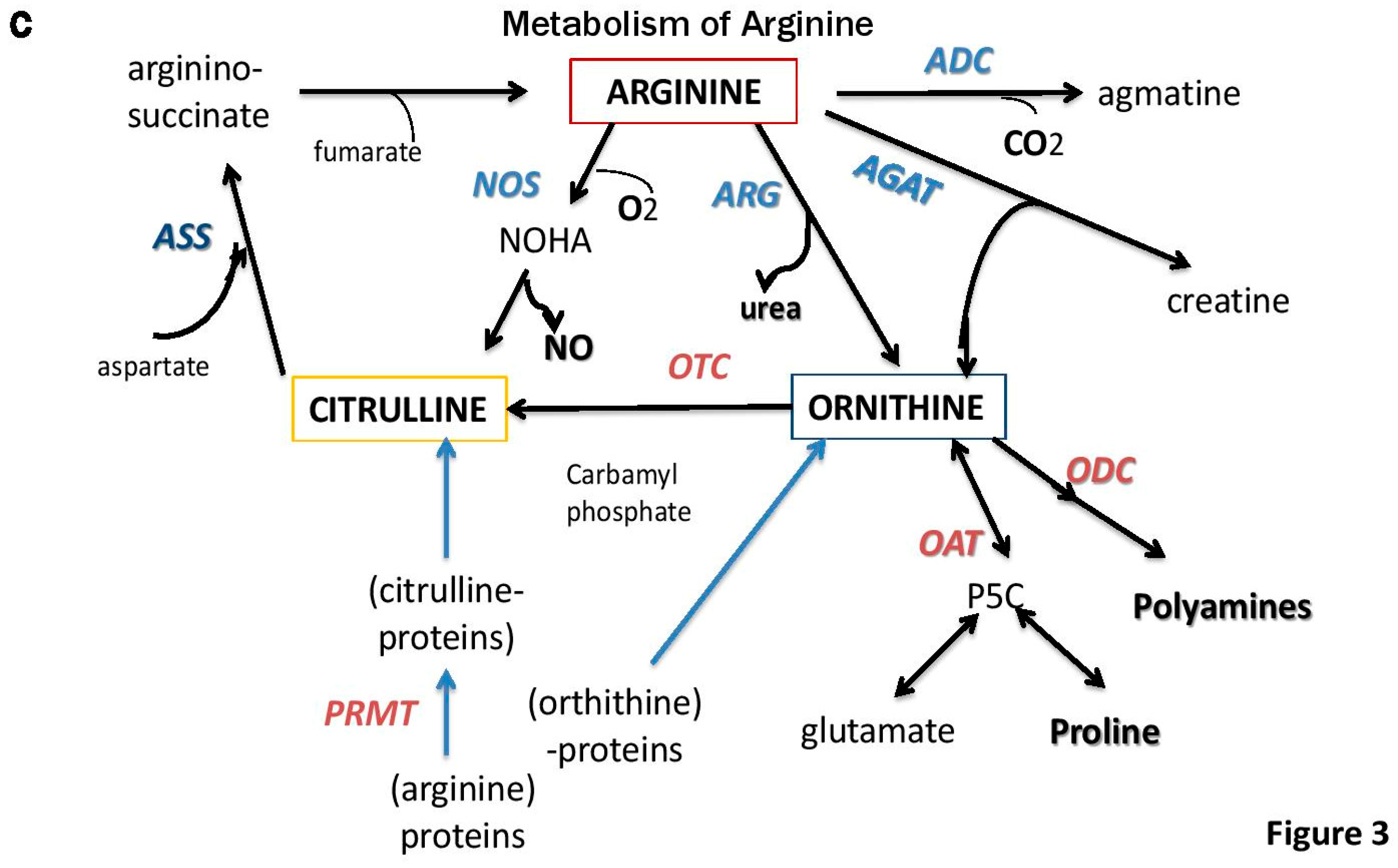 Medsci 06 00022 g003b