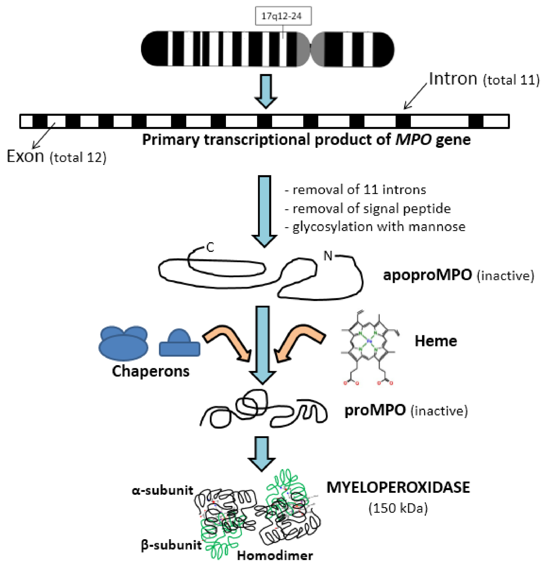 Medsci 06 00033 g001 Medsci 06 00033 g001