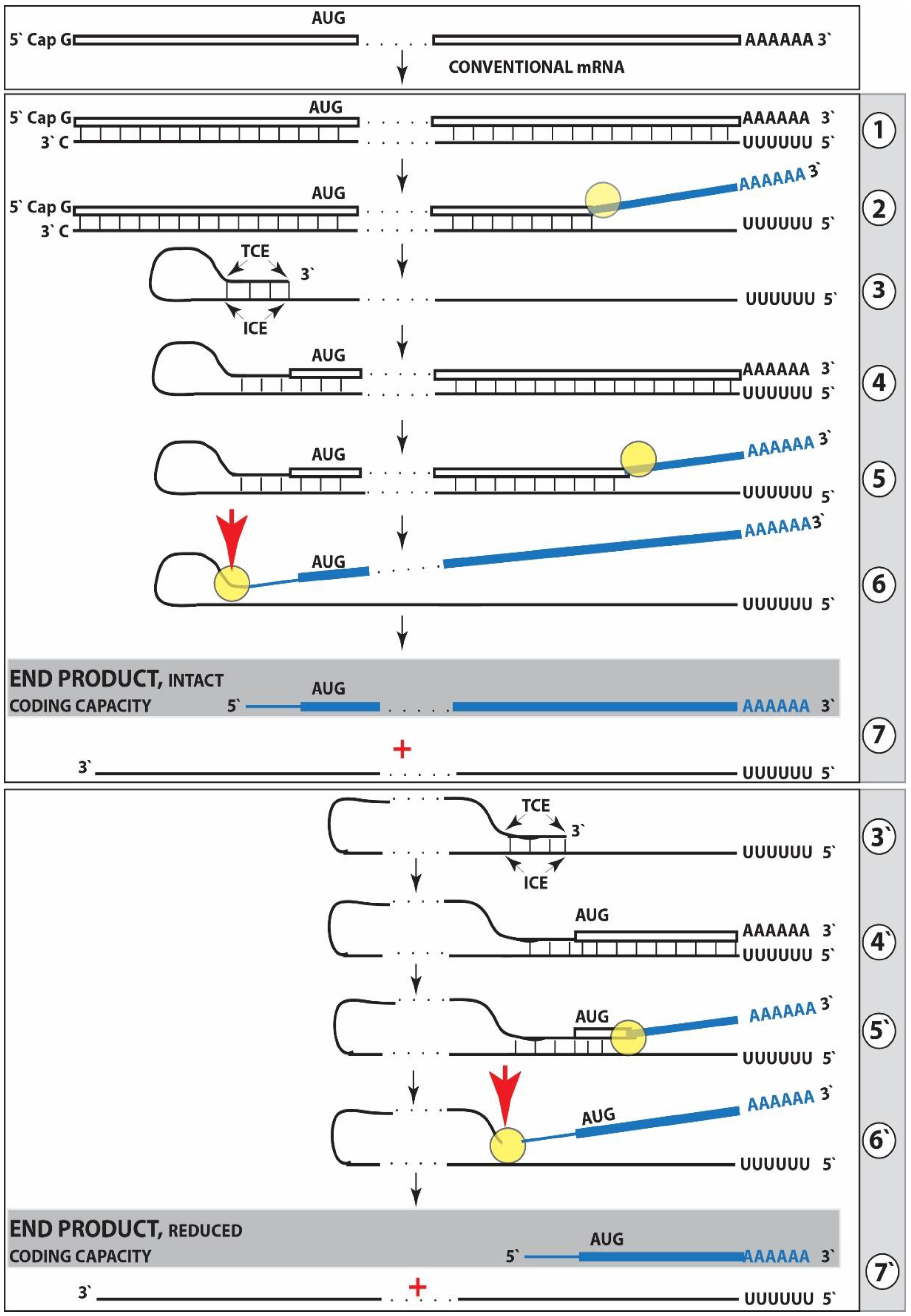 Medsci 06 00045 g001