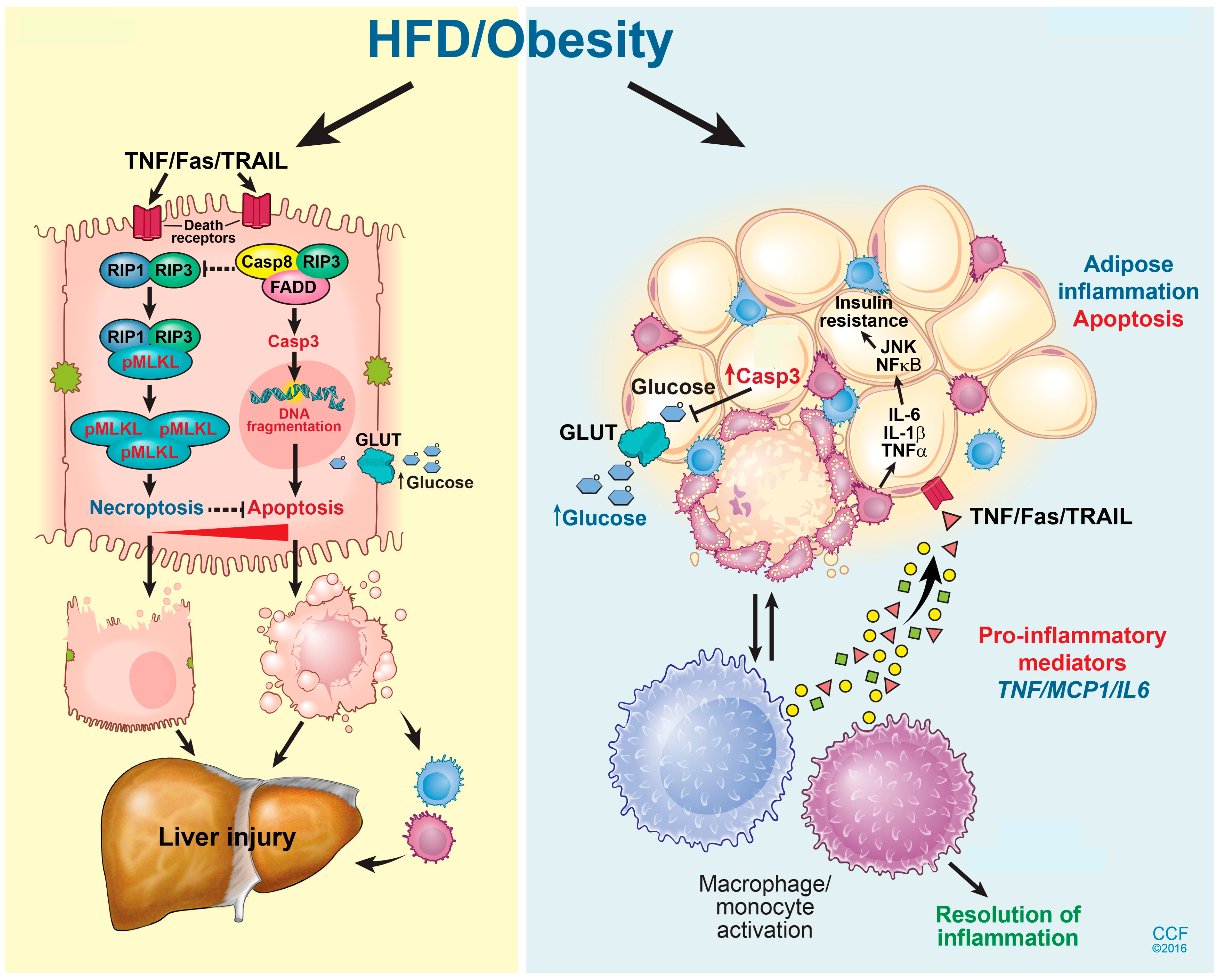 Medsci 06 00047 g002