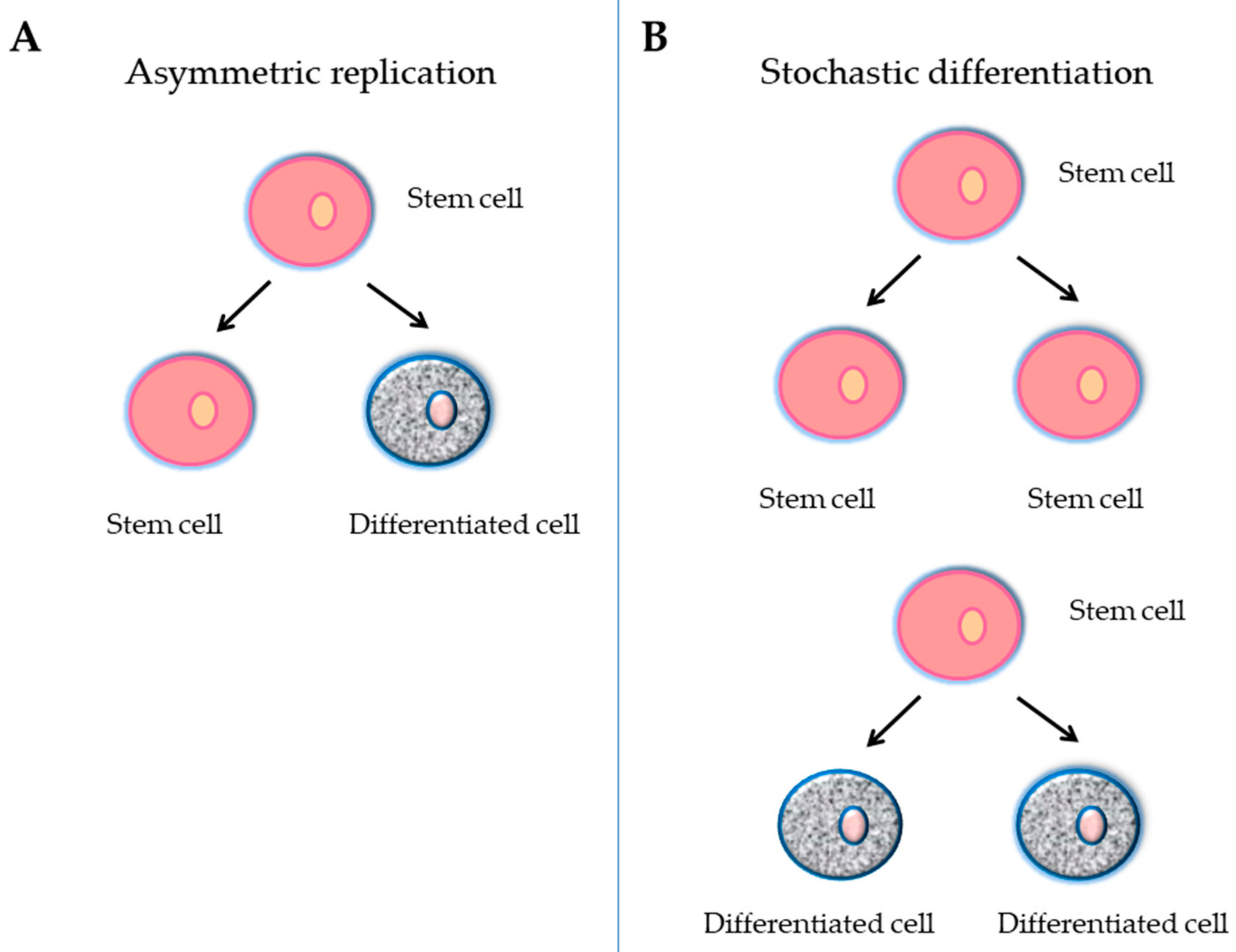 Medsci 06 00064 g001