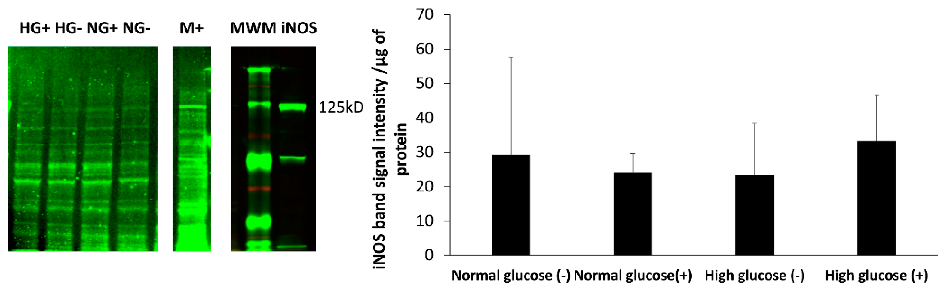 Medsci 06 00099 g005 Medsci 06 00099 g005