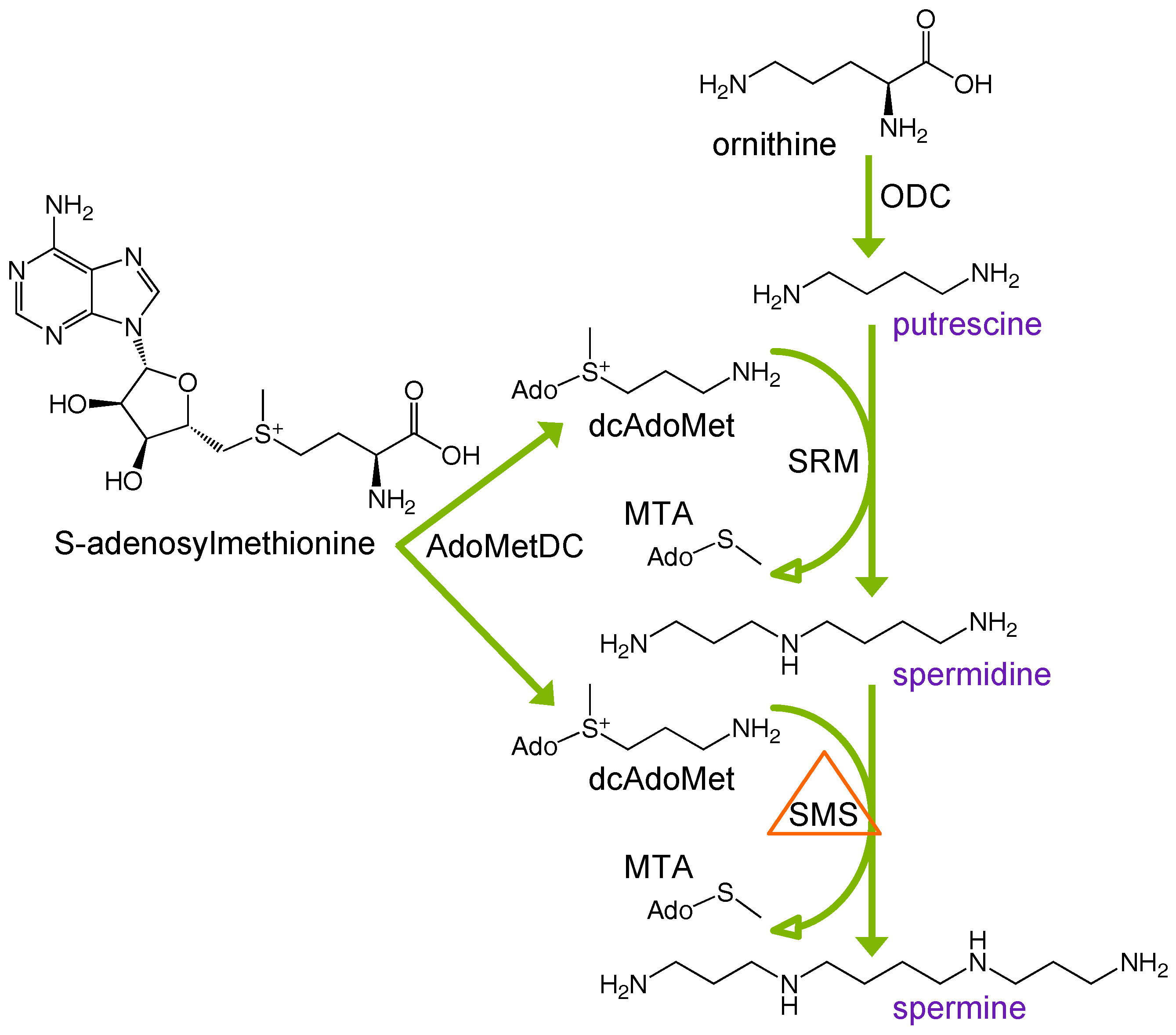 Medsci 06 00112 g001
