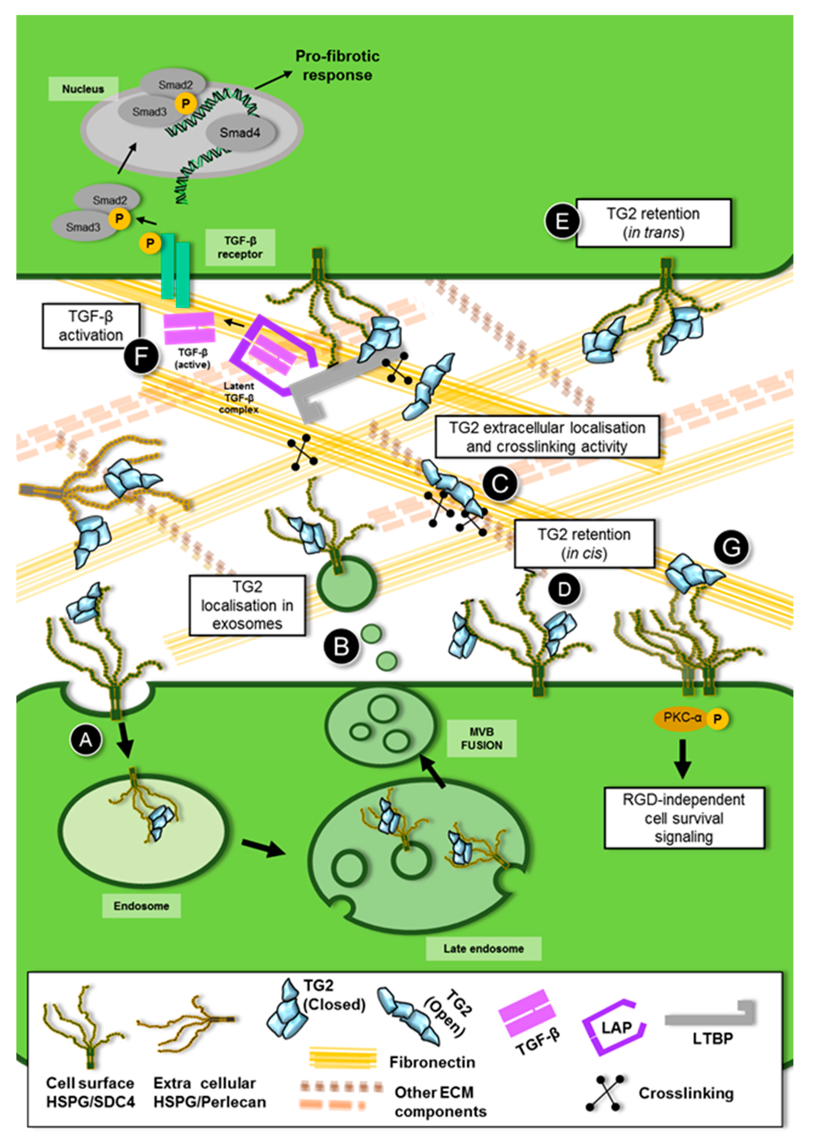 Medsci 07 00005 g001