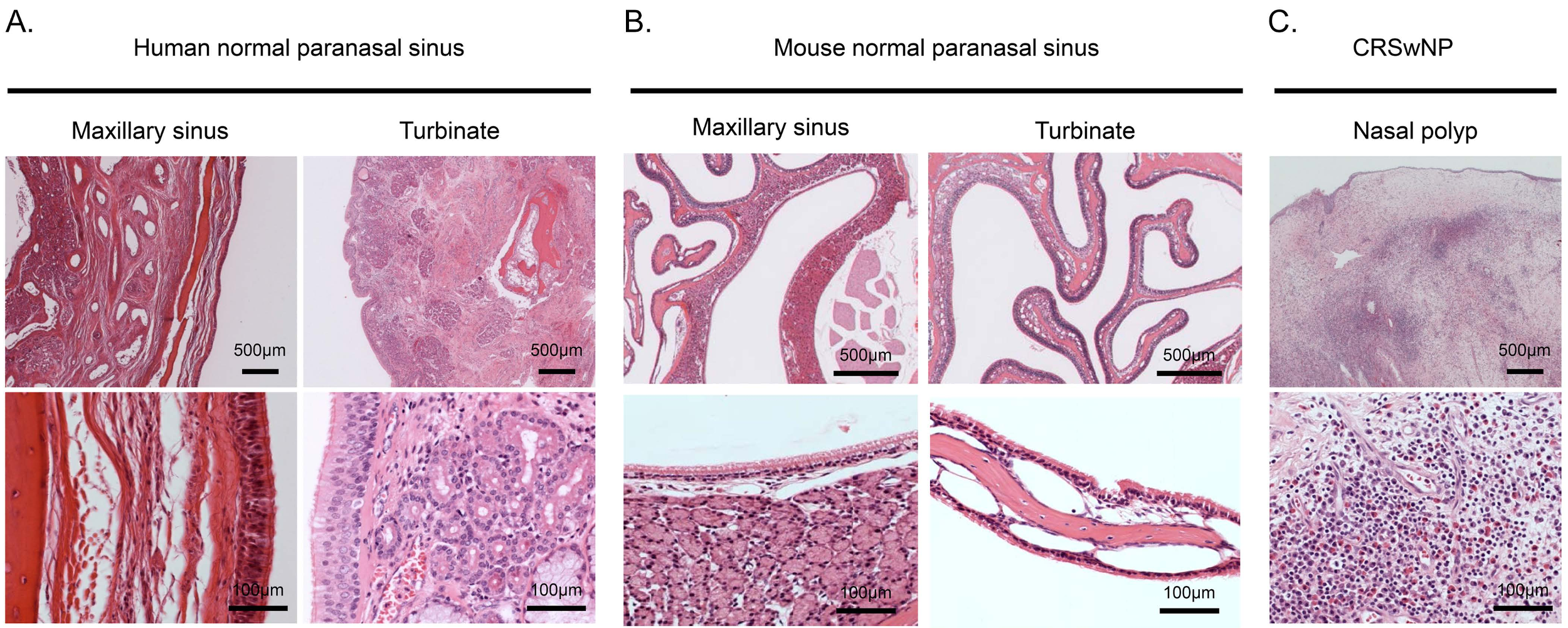 Medsci 07 00022 g005