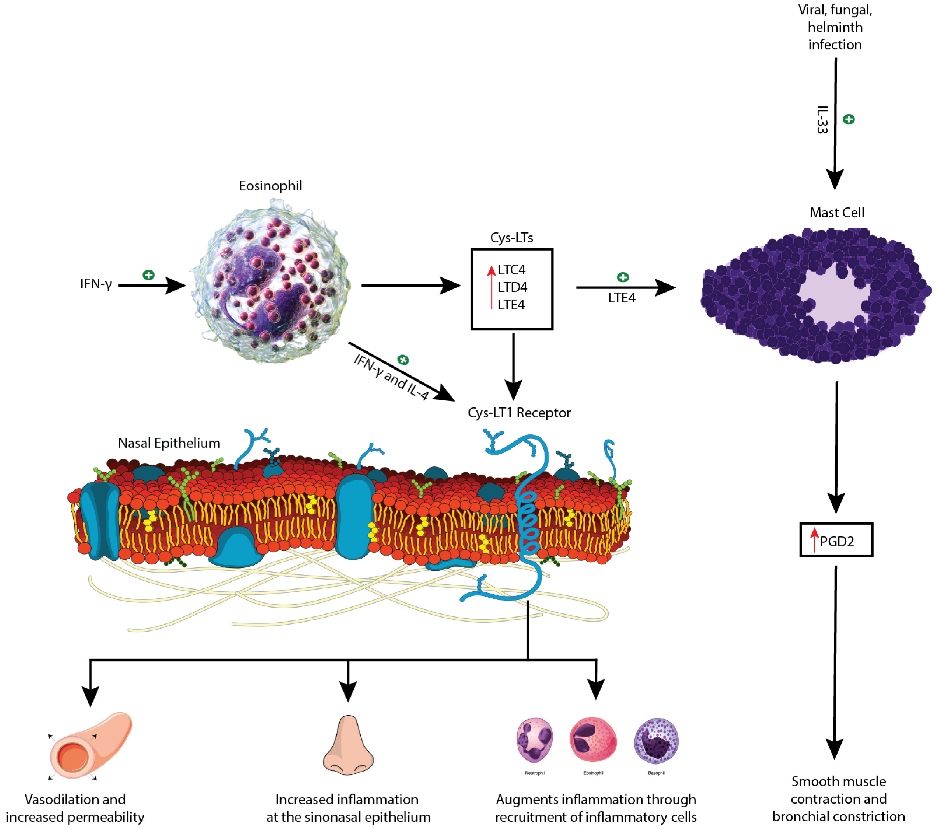 Medsci 07 00045 g002
