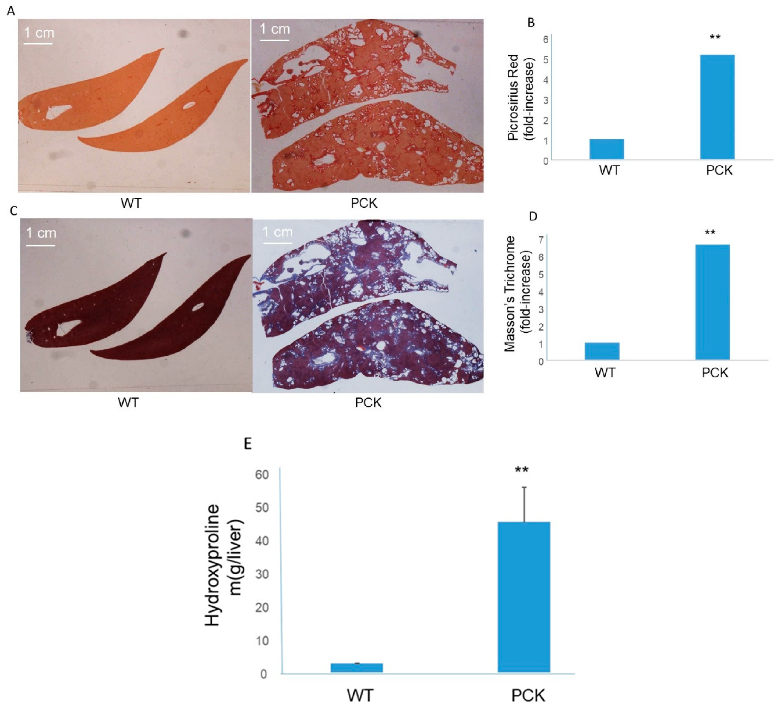 Medsci 07 00055 g005
