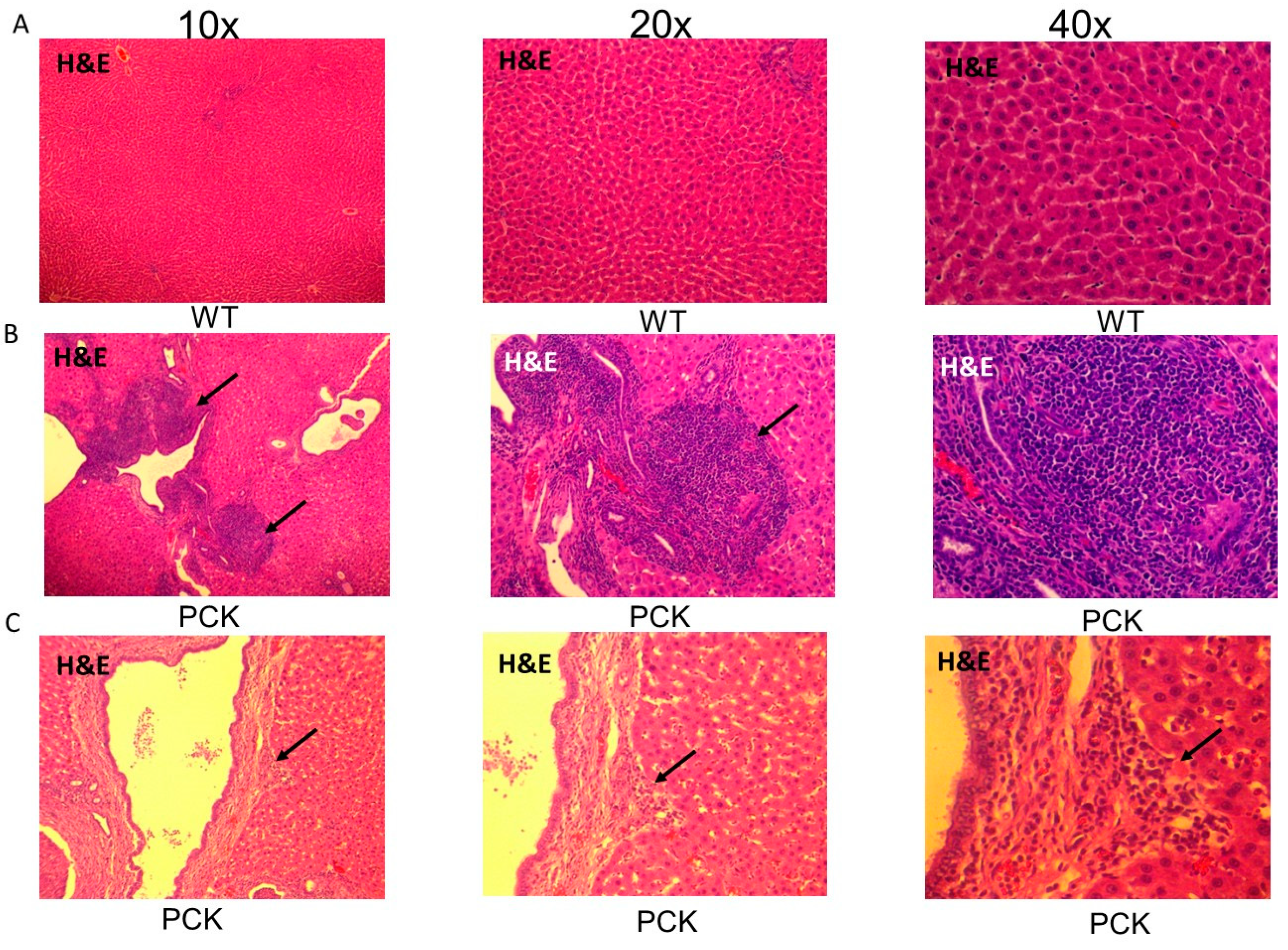 Medsci 07 00055 g009