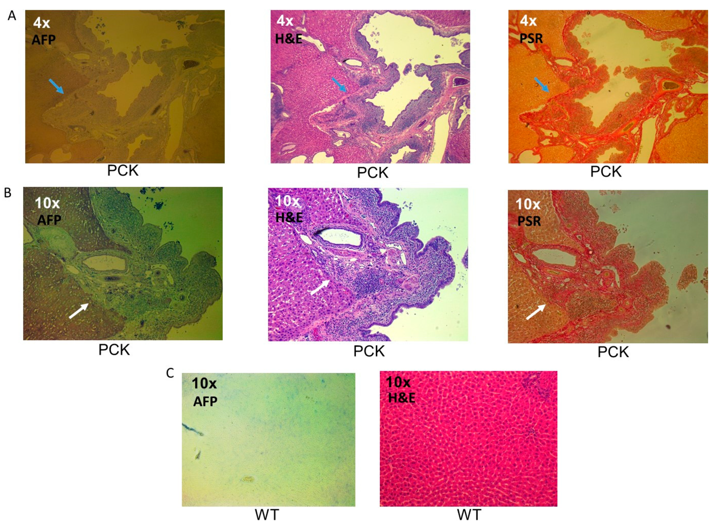 Medsci 07 00055 g010