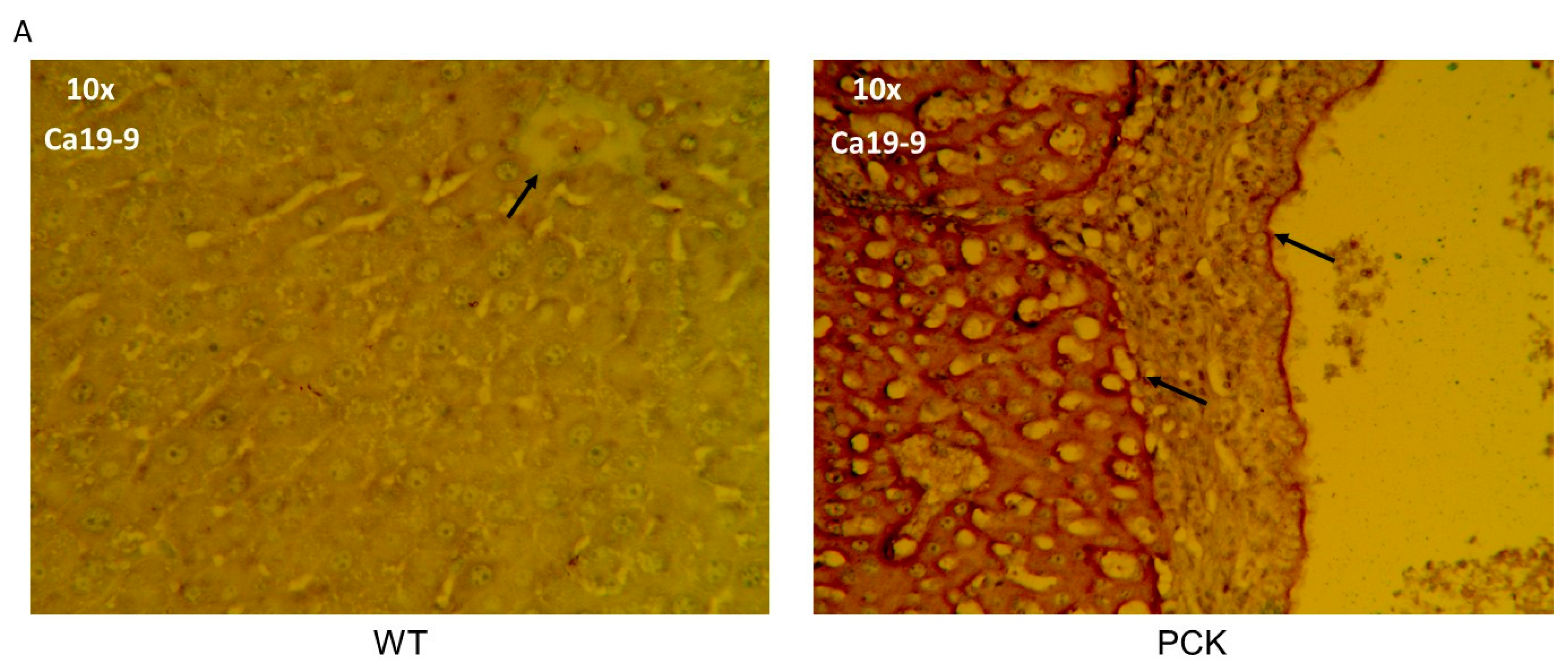 Medsci 07 00055 g011a