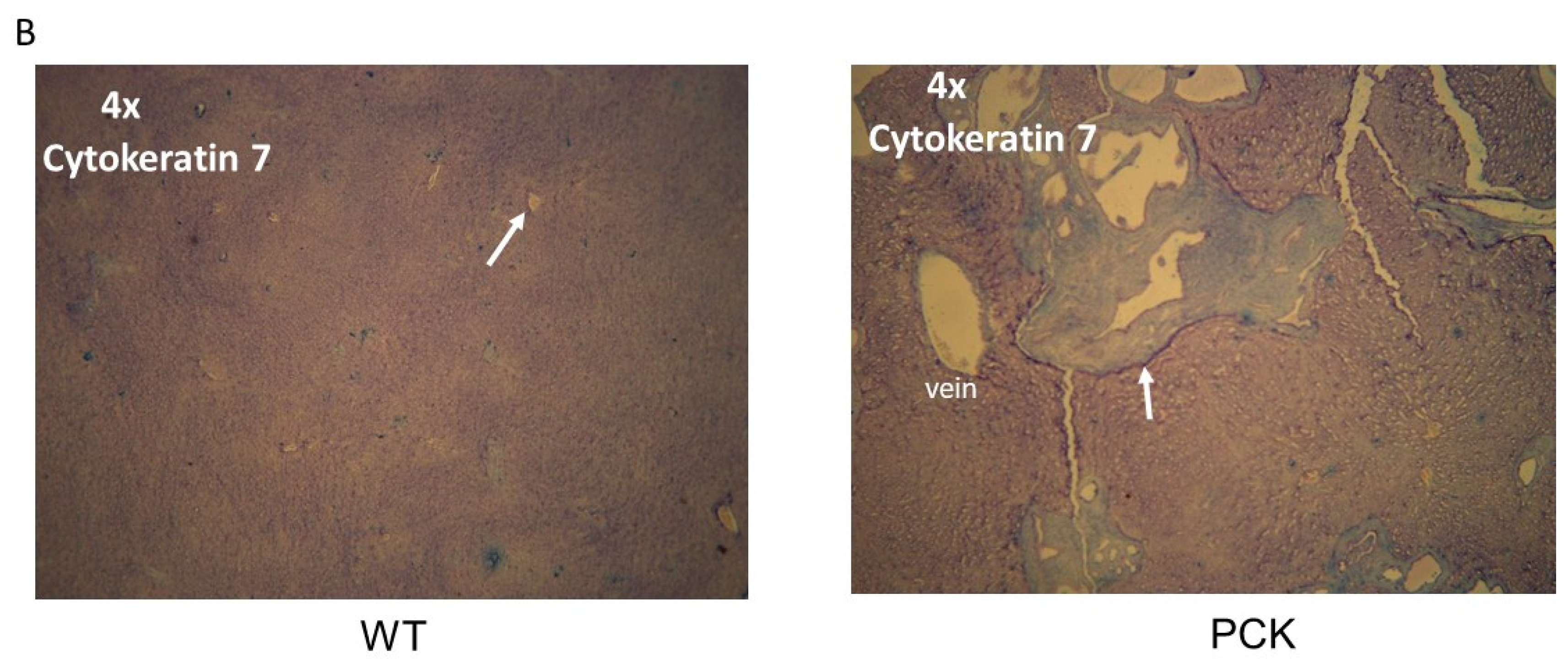 Medsci 07 00055 g011b