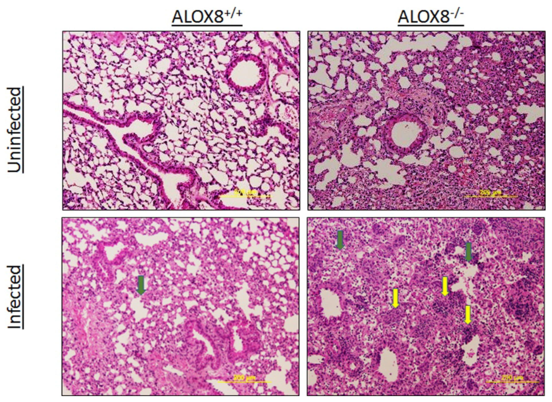 Medsci 07 00060 g004
