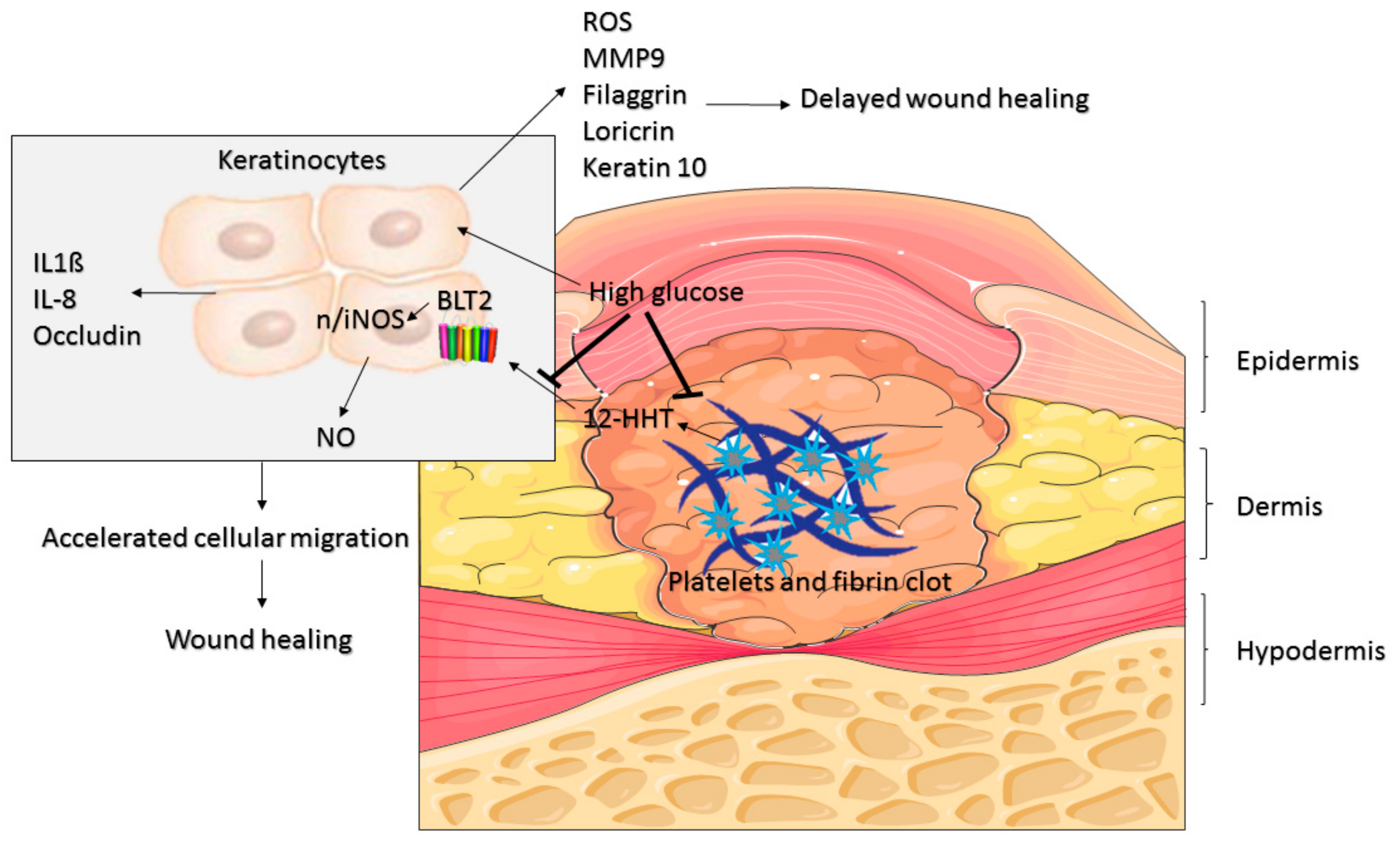 Medsci 07 00065 g006