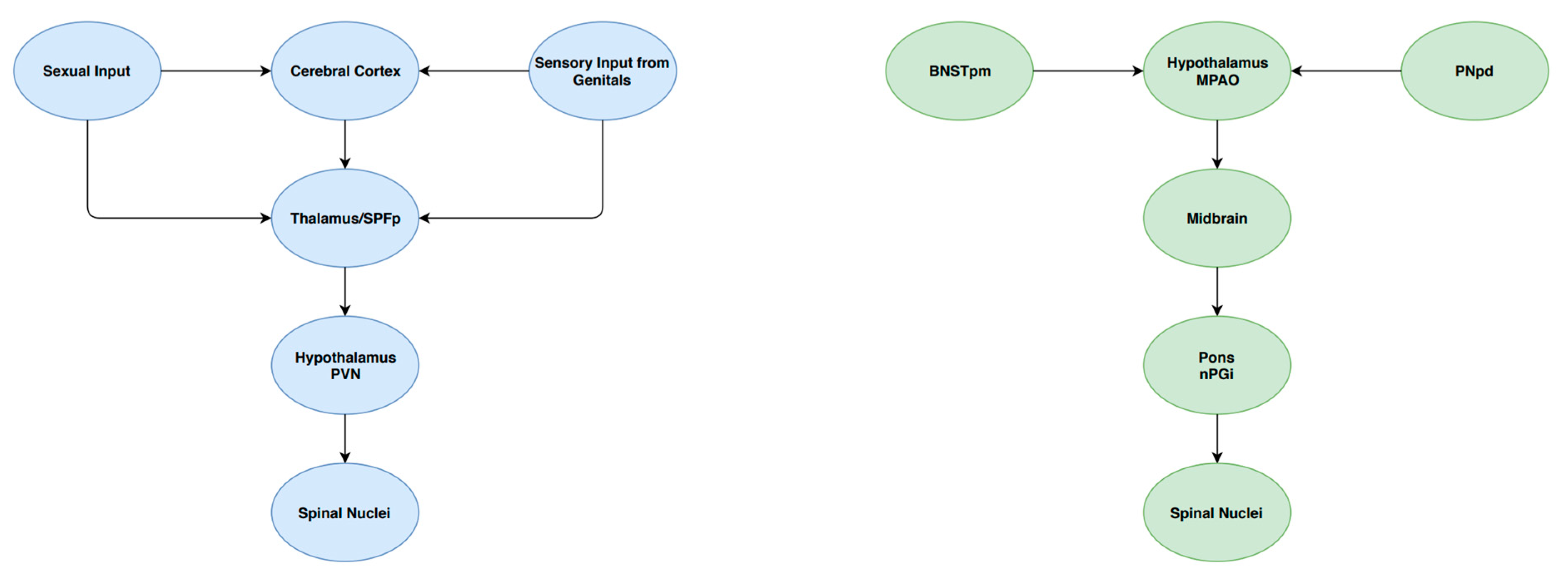 Medsci 07 00102 g002 Medsci 07 00102 g002
